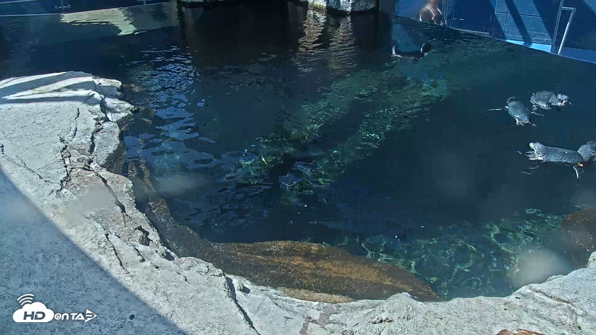 Snapshot of Birch Aquarium Penguin Exhibit Live Webcam taken Sep 22, 2026, 11:26am PDT
