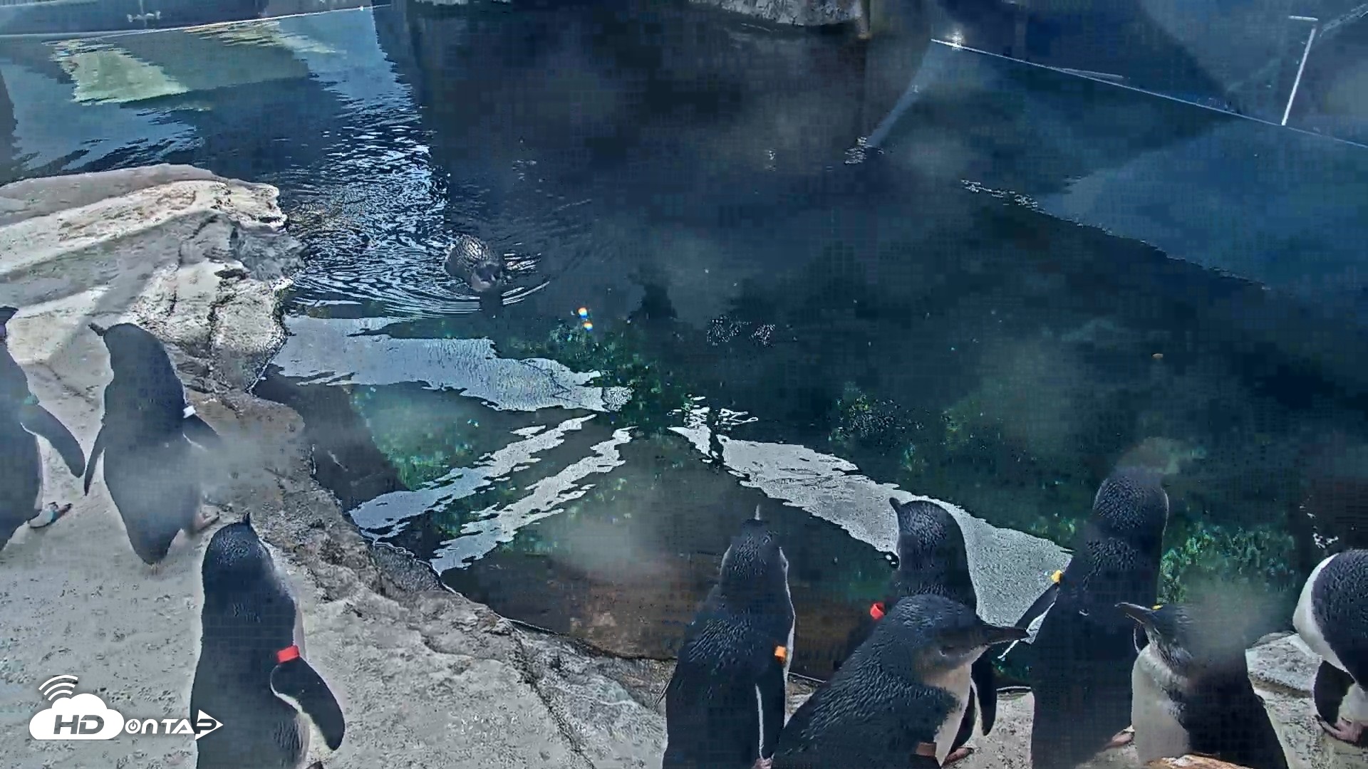 Snapshot of Birch Aquarium Penguin Exhibit Live Webcam taken Sep 25, 2026, 2:57pm PDT