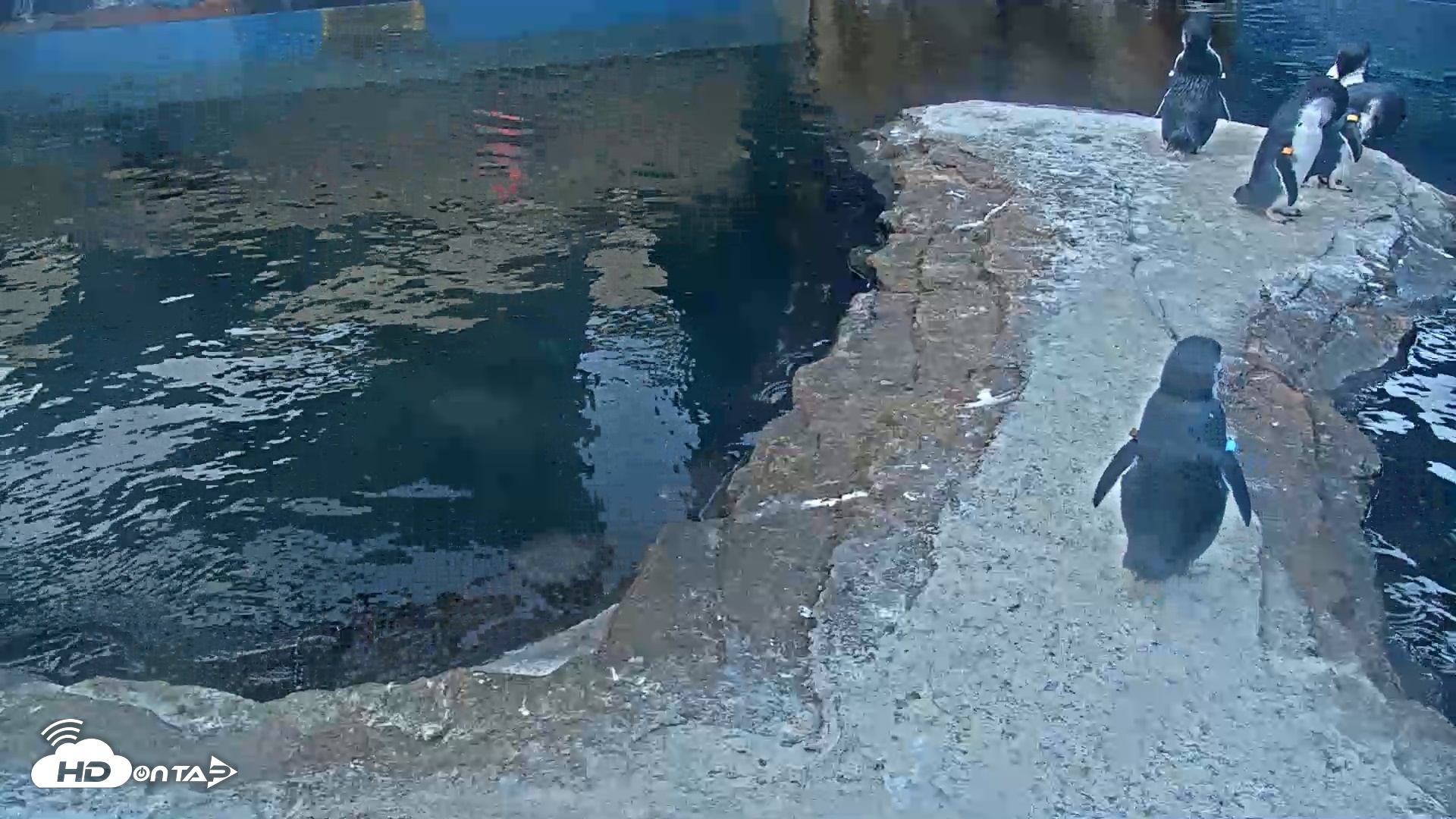 Snapshot of Birch Aquarium Penguin Exhibit Live Webcam taken Aug 31, 2026, 6:40am PDT