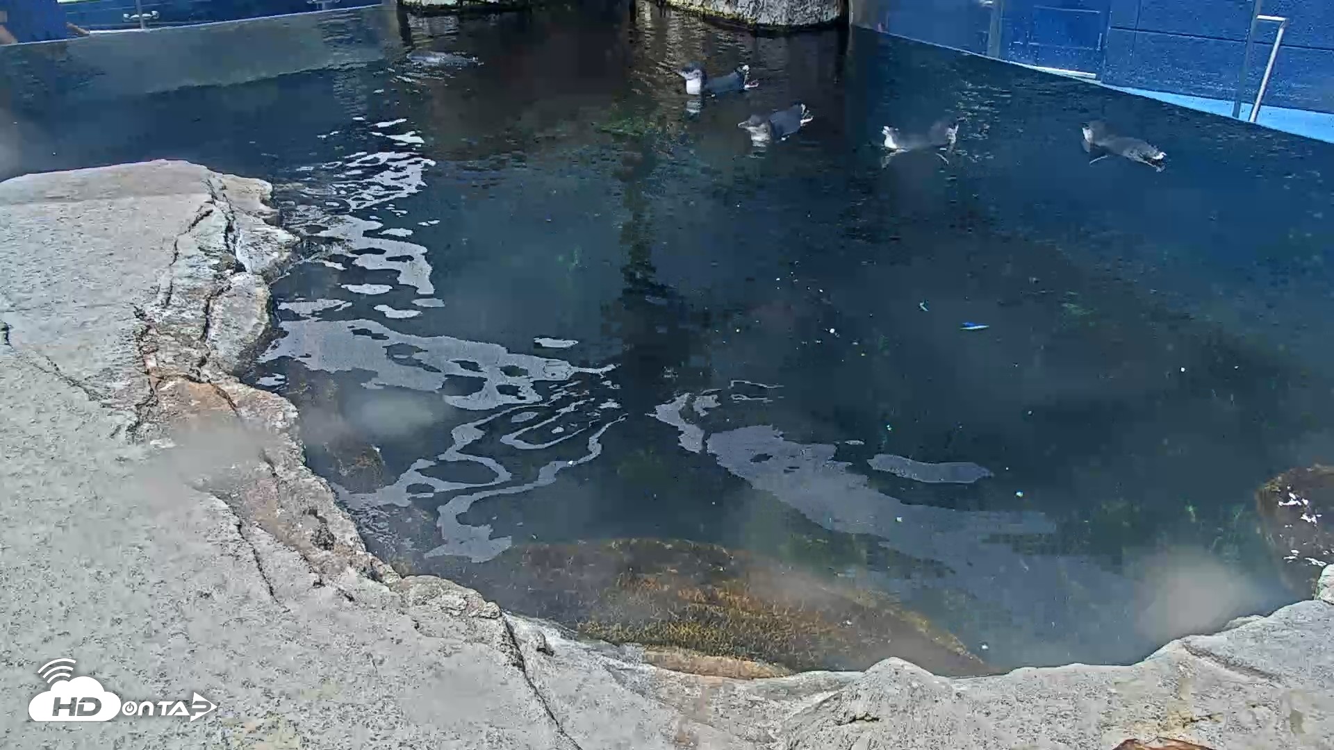 Snapshot of Birch Aquarium Penguin Exhibit Live Webcam taken Aug 18, 2026, 12:05pm PDT
