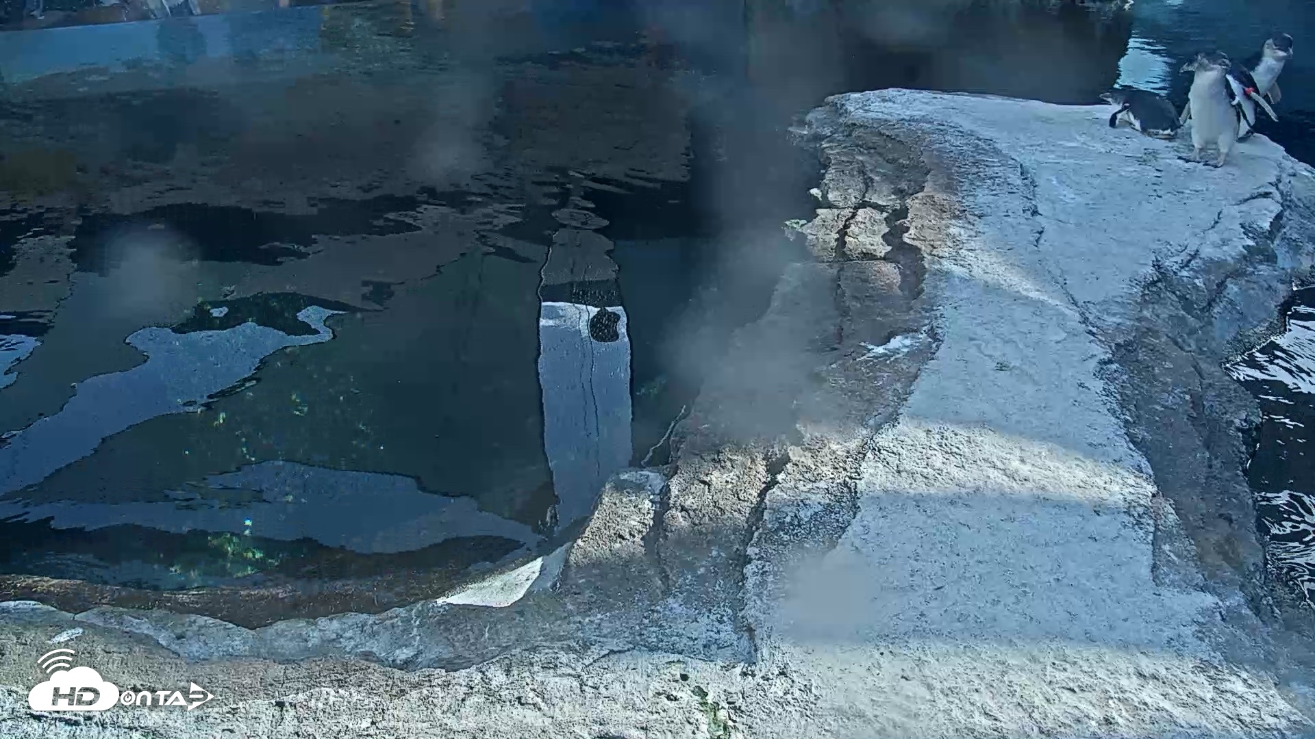 Snapshot of Birch Aquarium Penguin Exhibit Live Webcam taken Oct 17, 2026, 3:53pm PDT