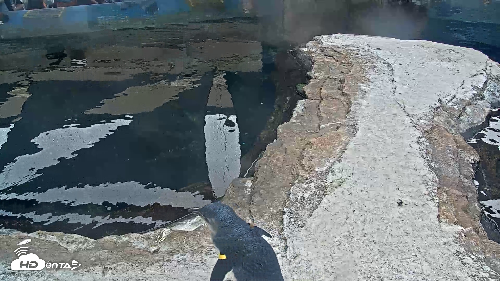 Snapshot of Birch Aquarium Penguin Exhibit Live Webcam taken Oct 11, 2026, 3:23pm PDT
