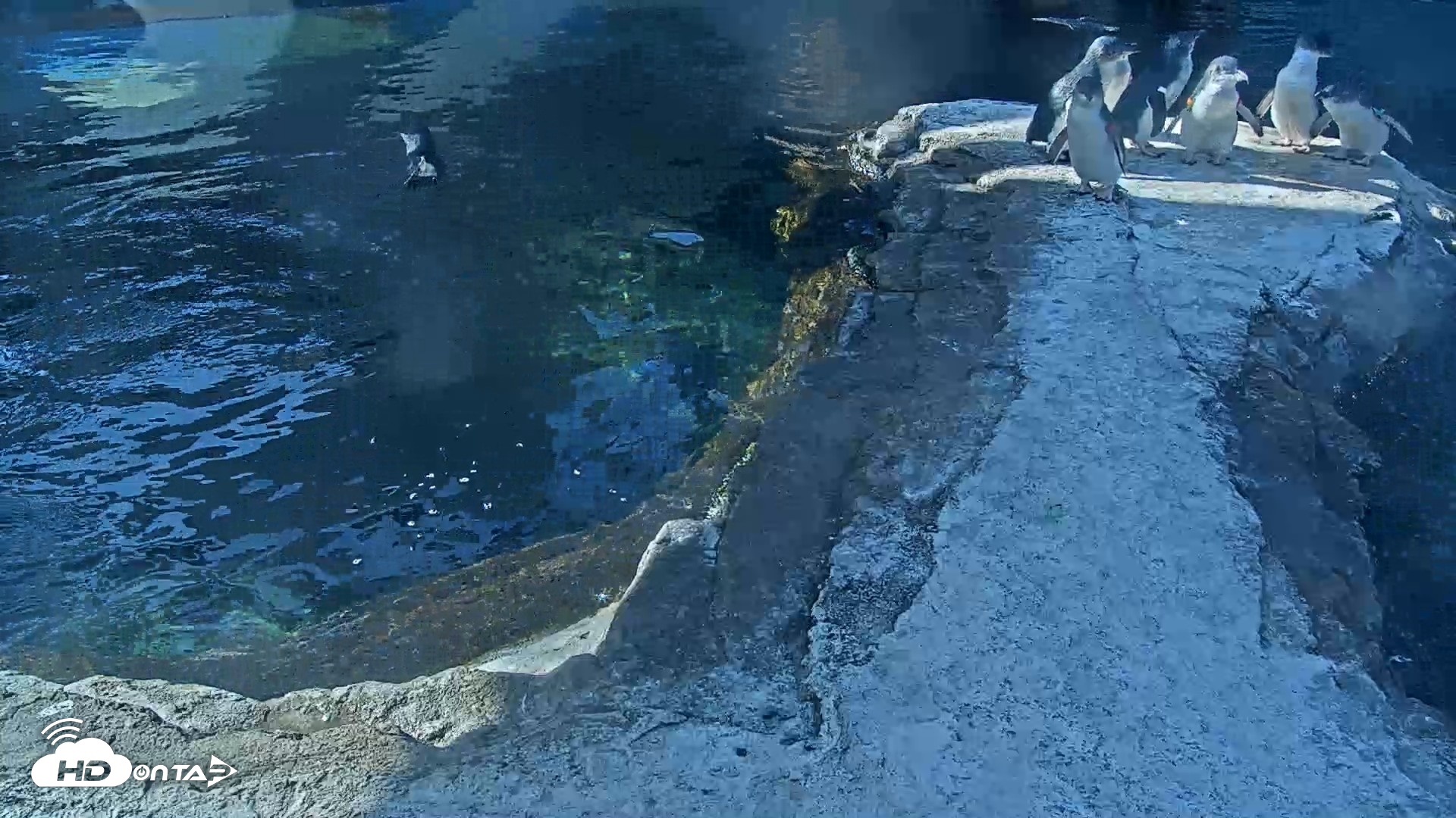 Snapshot of Birch Aquarium Penguin Exhibit Live Webcam taken Oct 6, 2026, 9:17am PDT
