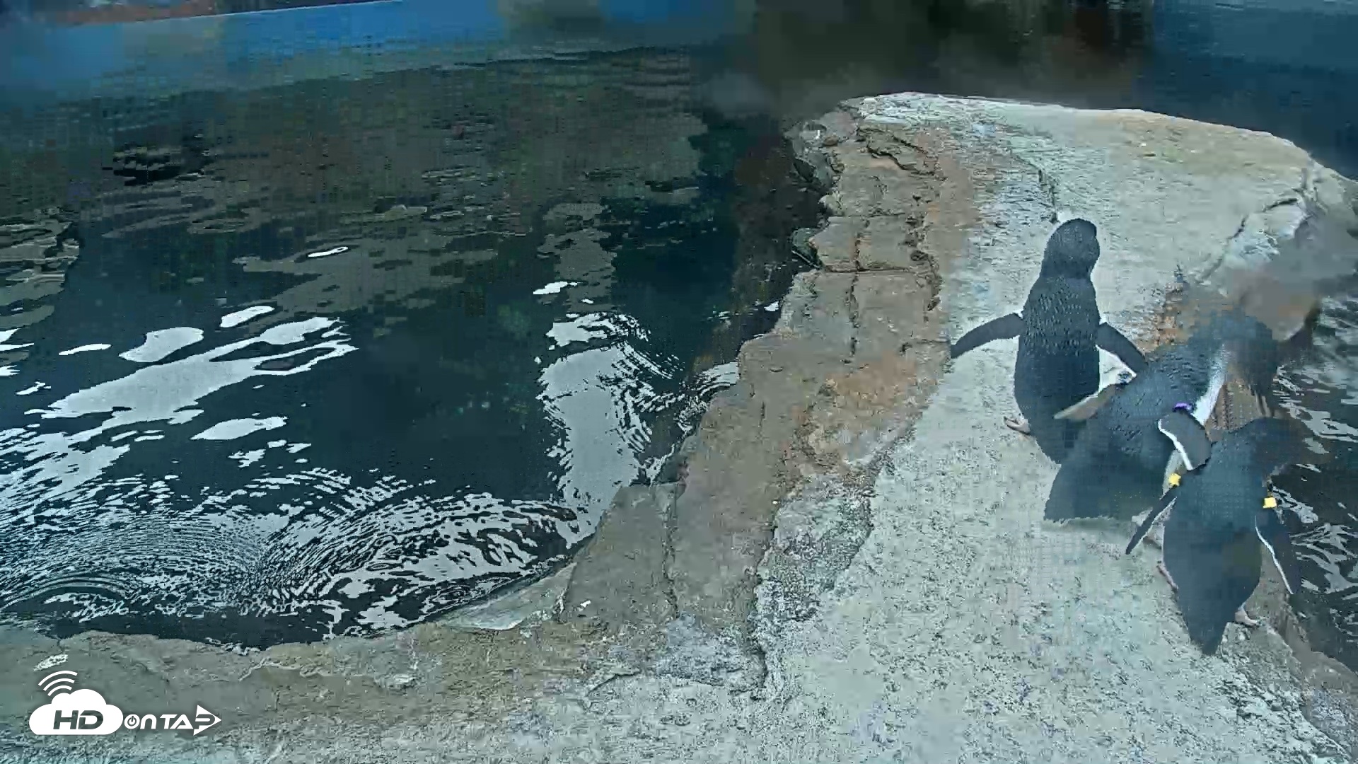 Snapshot of Birch Aquarium Penguin Exhibit Live Webcam taken Oct 8, 2026, 8:59am PDT