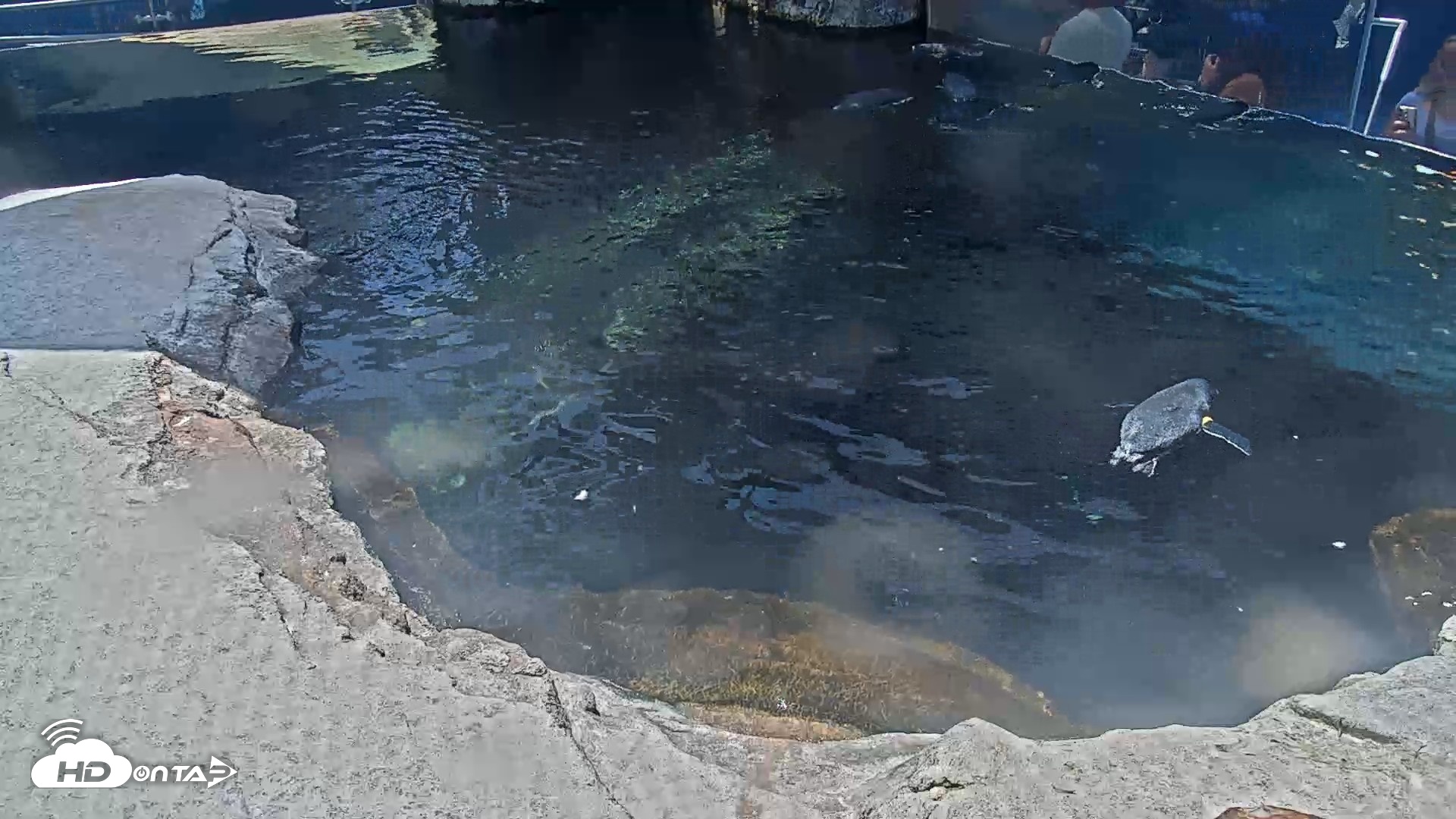 Snapshot of Birch Aquarium Penguin Exhibit Live Webcam taken Aug 17, 2026, 1:24pm PDT