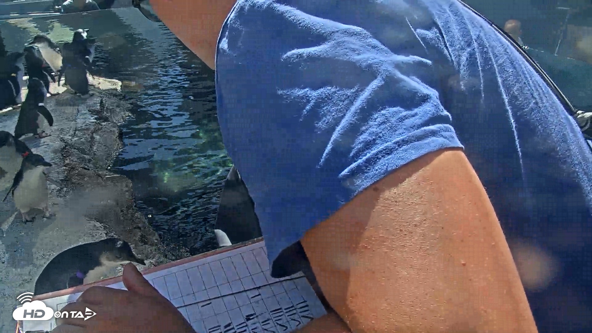 Snapshot of Birch Aquarium Penguin Exhibit Live Webcam taken Sep 3, 2026, 3:13pm PDT
