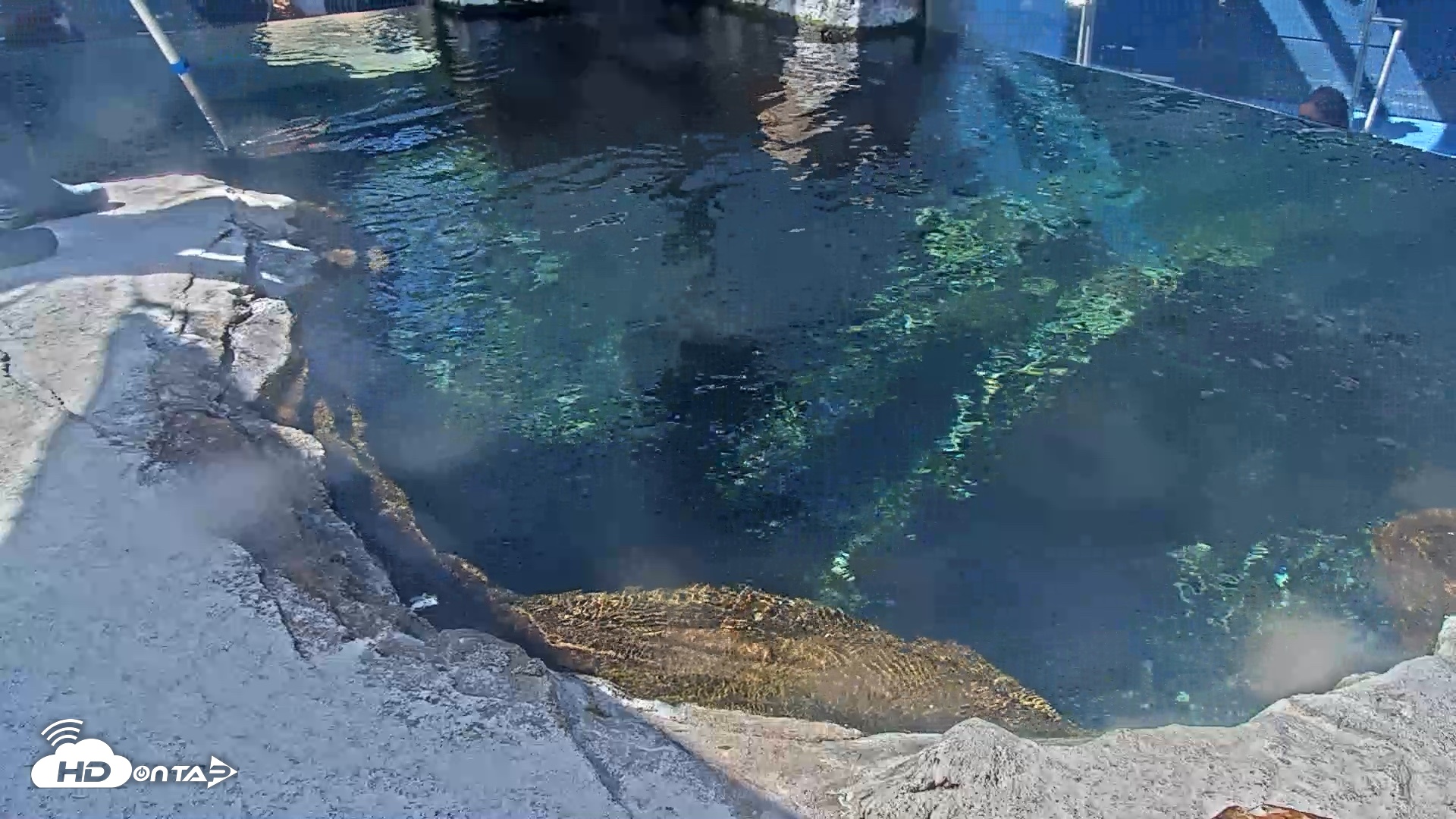 Snapshot of Birch Aquarium Penguin Exhibit Live Webcam taken Oct 5, 2026, 11:12am PDT