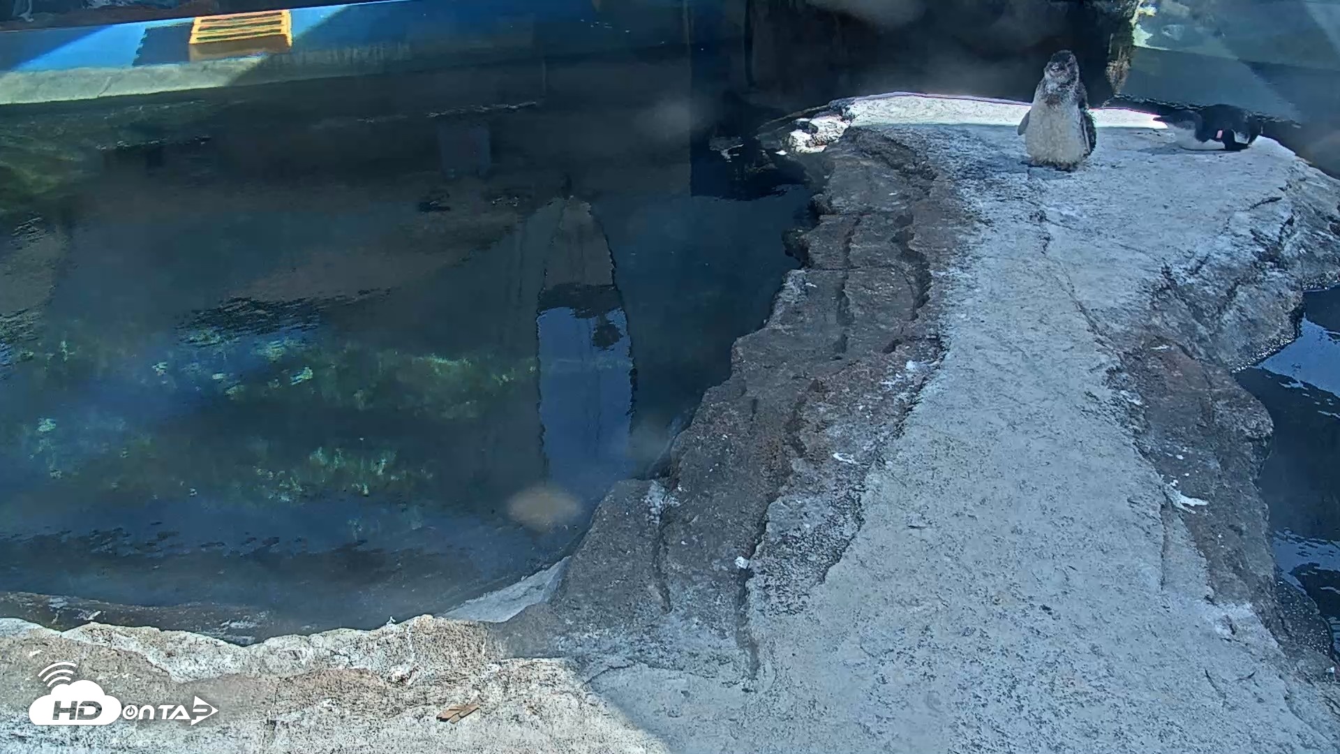 Snapshot of Birch Aquarium Penguin Exhibit Live Webcam taken Aug 18, 2026, 3:45pm PDT