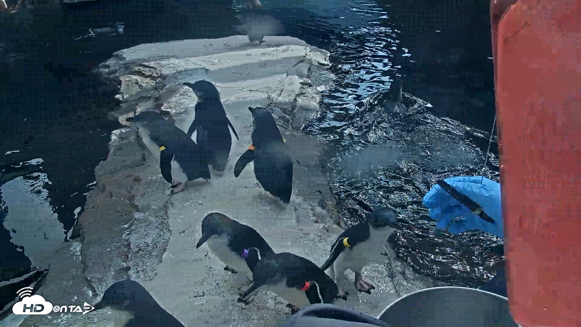 Snapshot of Birch Aquarium Penguin Exhibit Live Webcam taken Sep 22, 2026, 3:21pm PDT