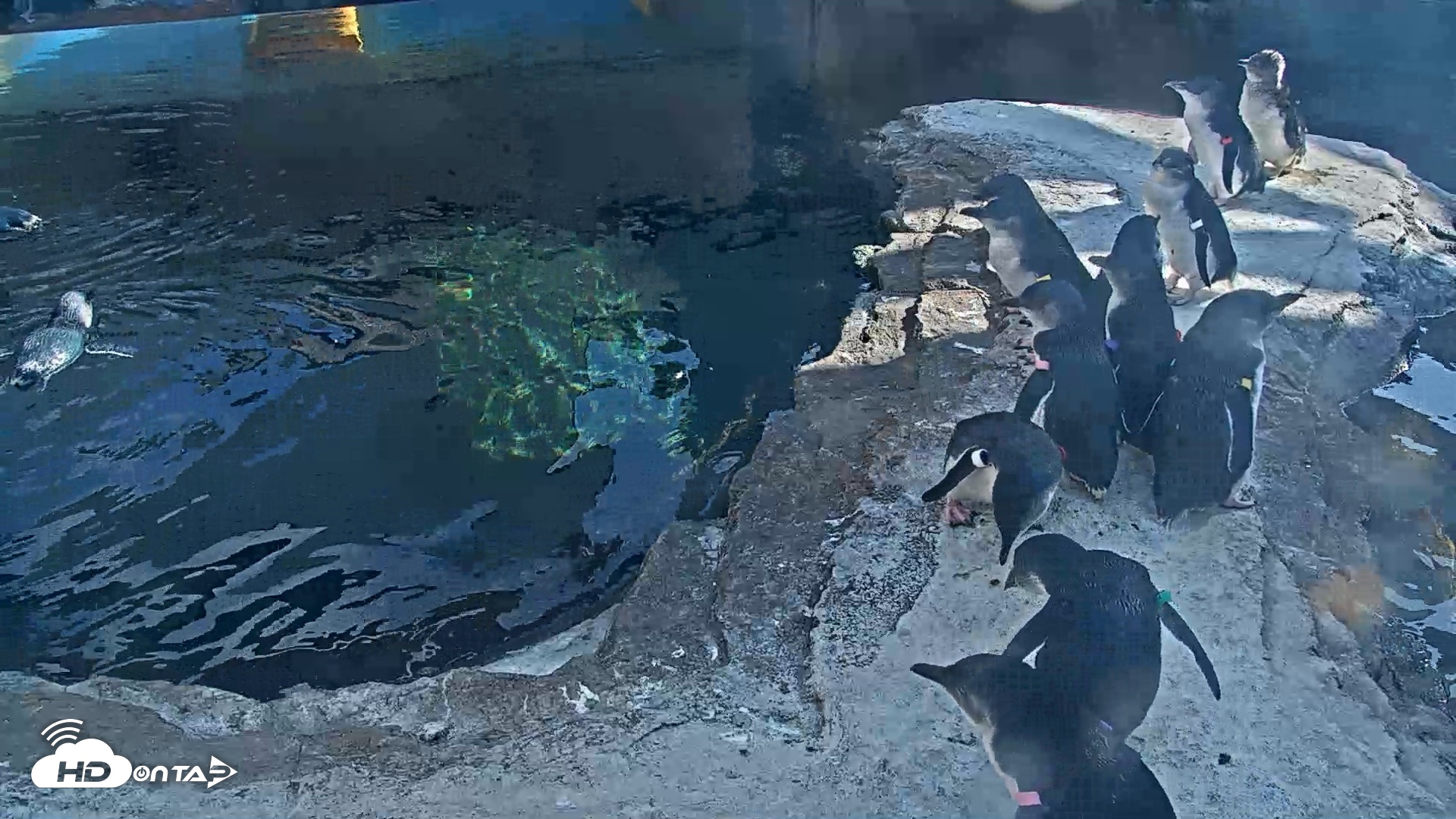 Snapshot of Birch Aquarium Penguin Exhibit Live Webcam taken Sep 22, 2026, 4:06pm PDT