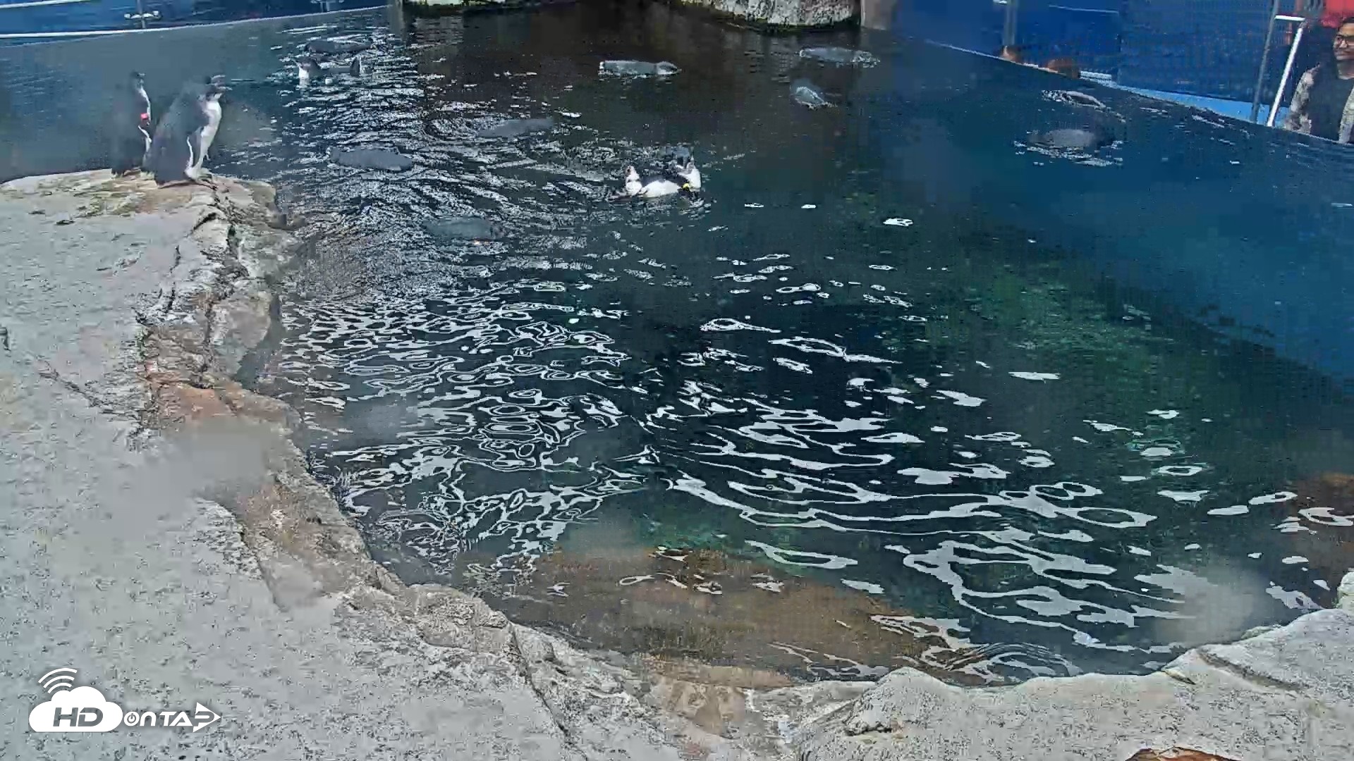 Snapshot of Birch Aquarium Penguin Exhibit Live Webcam taken Oct 7, 2026, 1:19pm PDT