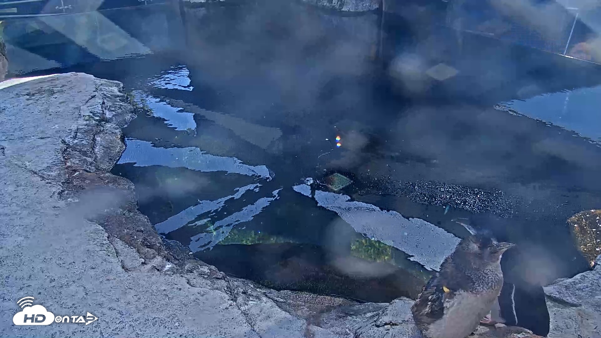 Snapshot of Birch Aquarium Penguin Exhibit Live Webcam taken Aug 17, 2026, 4:00pm PDT