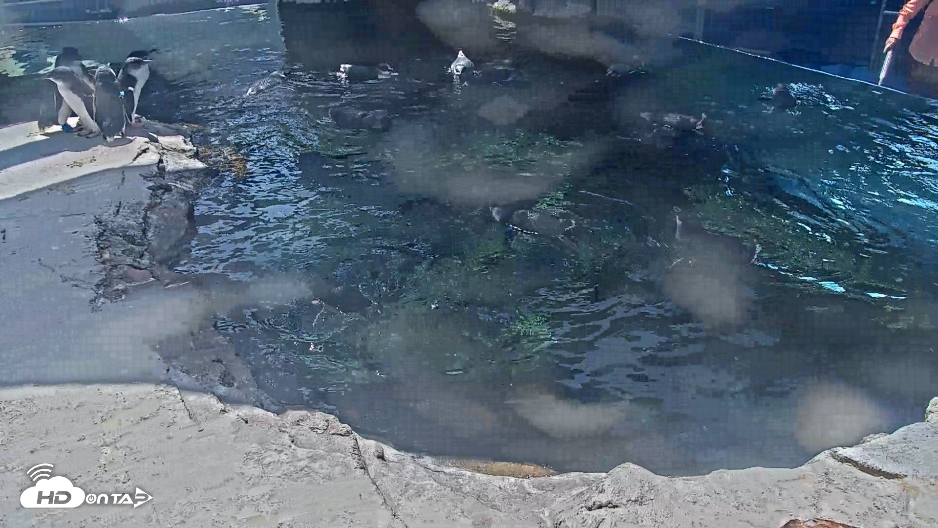 Snapshot of Birch Aquarium Penguin Exhibit Live Webcam taken Sep 17, 2026, 1:53pm PDT