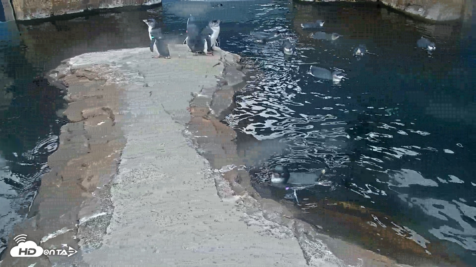Snapshot of Birch Aquarium Penguin Exhibit Live Webcam taken Sep 12, 2026, 8:07am PDT