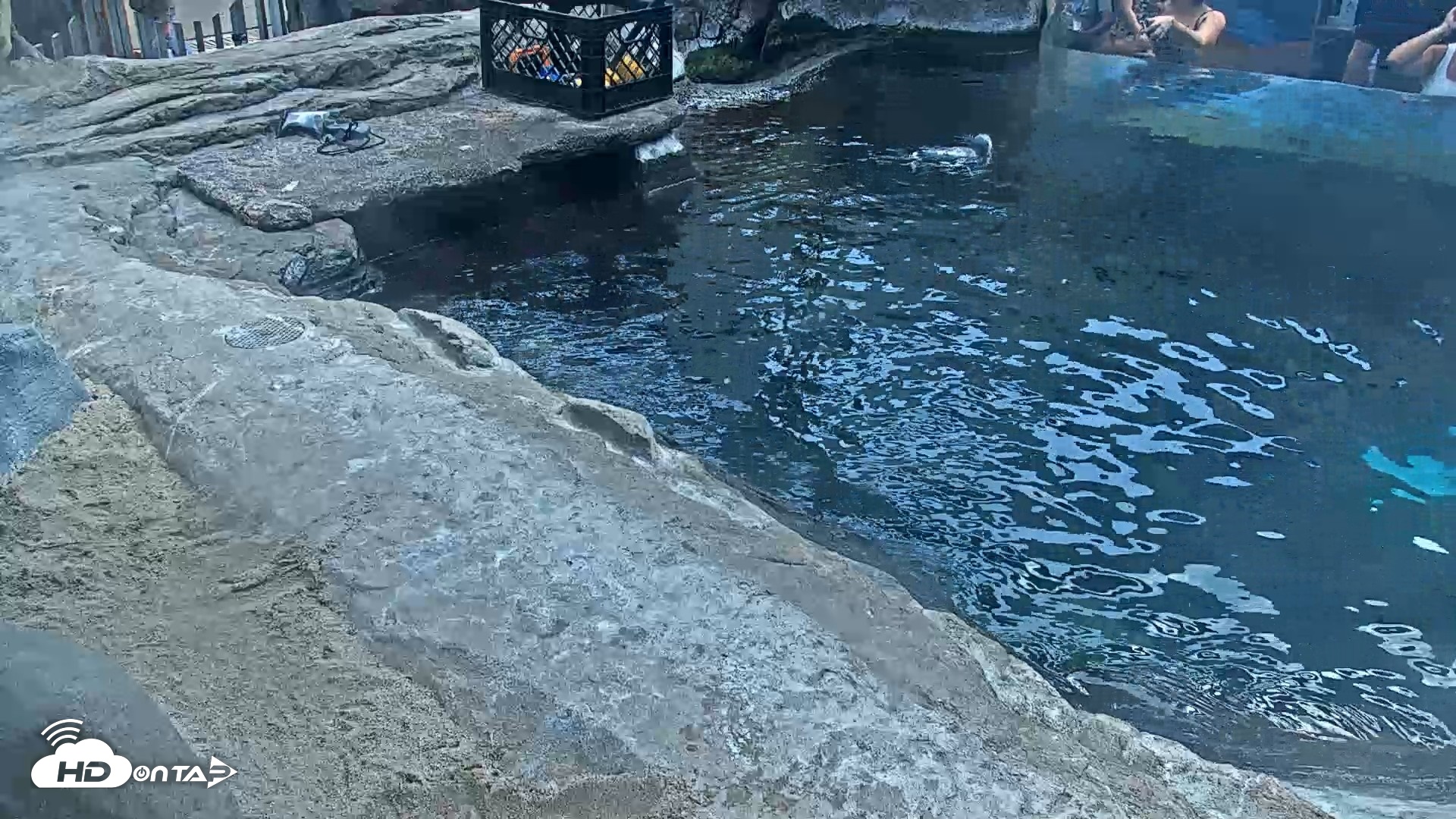 Snapshot of Birch Aquarium Penguin Exhibit Live Webcam taken Sep 15, 2026, 1:13pm PDT
