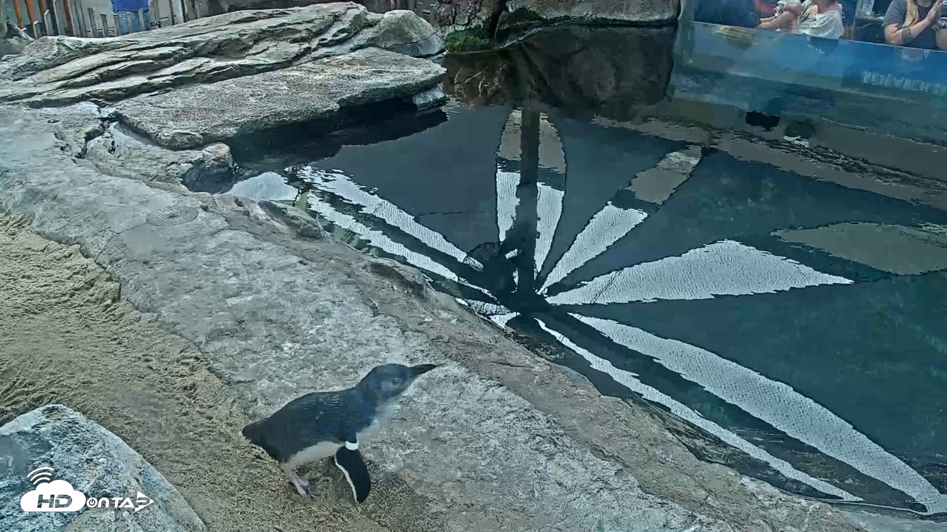 Snapshot of Birch Aquarium Penguin Exhibit Live Webcam taken Sep 27, 2026, 10:16am PDT