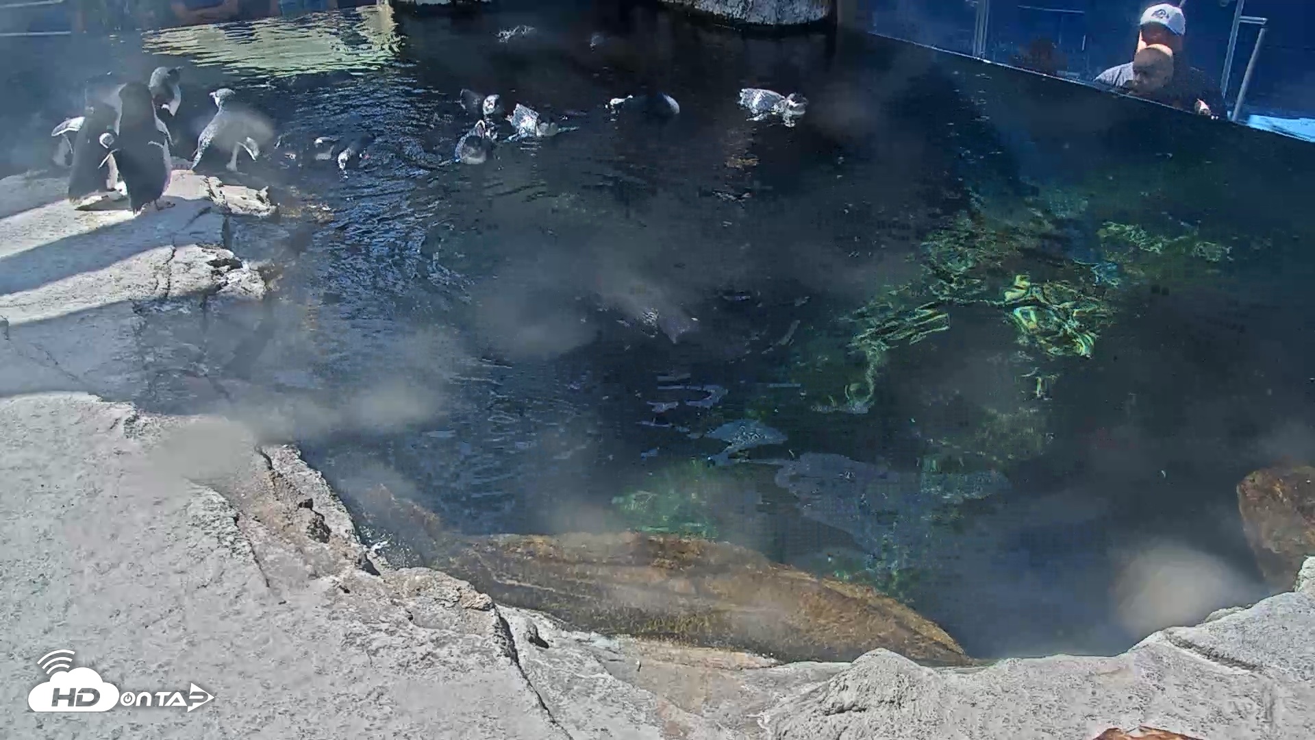 Snapshot of Birch Aquarium Penguin Exhibit Live Webcam taken Oct 6, 2026, 12:38pm PDT