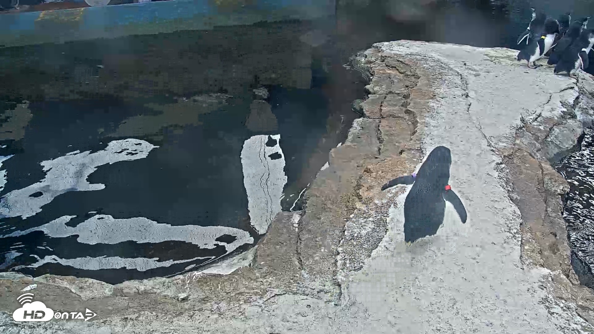 Snapshot of Birch Aquarium Penguin Exhibit Live Webcam taken Oct 12, 2026, 1:51pm PDT