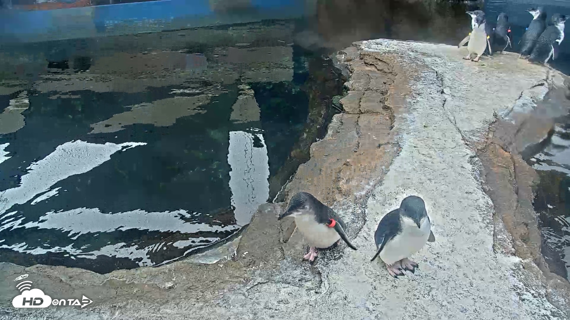 Snapshot of Birch Aquarium Penguin Exhibit Live Webcam taken Oct 8, 2026, 9:01am PDT