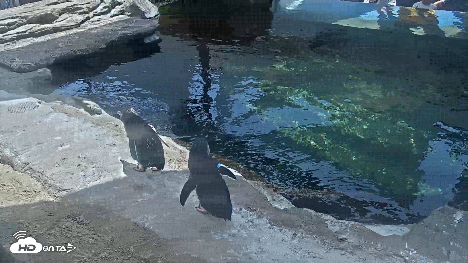 Snapshot of Birch Aquarium Penguin Exhibit Live Webcam taken Aug 27, 2026, 11:41am PDT