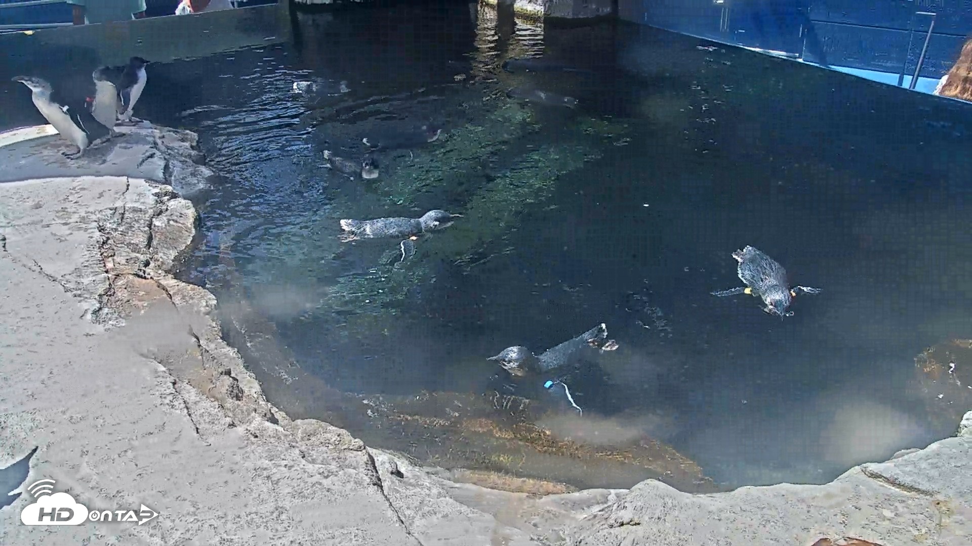 Snapshot of Birch Aquarium Penguin Exhibit Live Webcam taken Sep 1, 2026, 12:20pm PDT