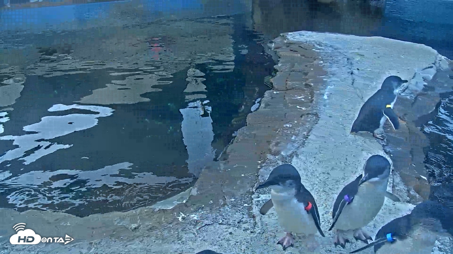 Snapshot of Birch Aquarium Penguin Exhibit Live Webcam taken Oct 2, 2026, 7:41am PDT