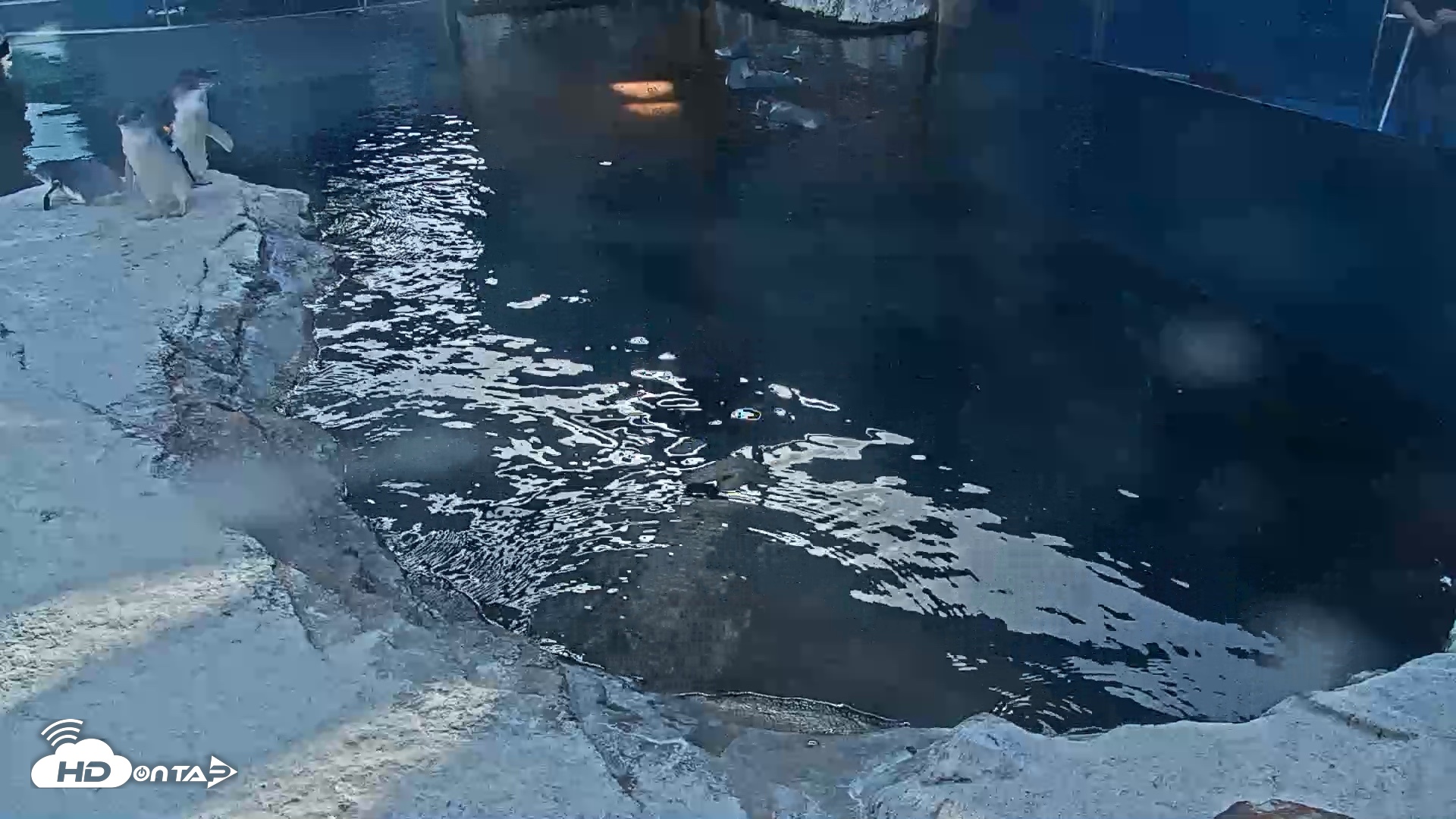 Snapshot of Birch Aquarium Penguin Exhibit Live Webcam taken Oct 17, 2026, 3:54pm PDT