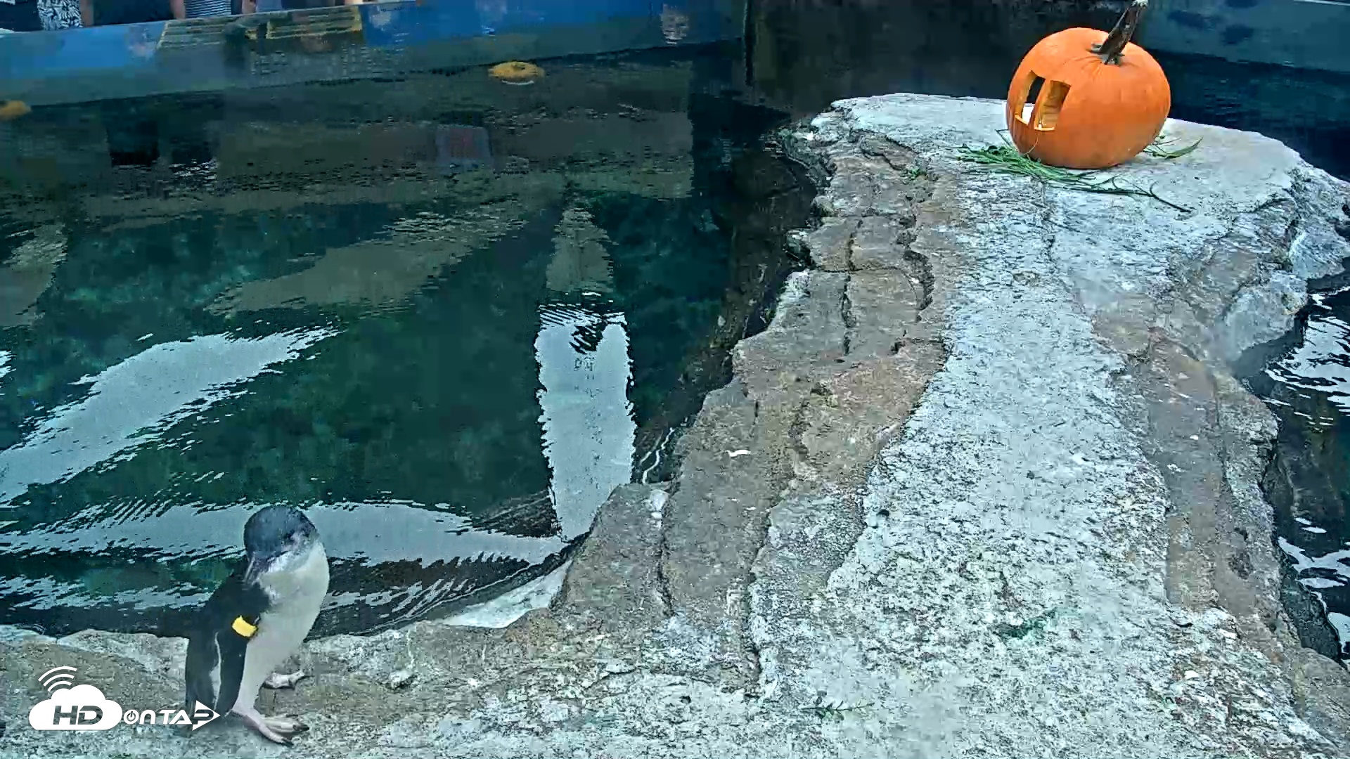 Snapshot of Birch Aquarium Penguin Exhibit Live Webcam taken Oct 24, 2025, 3:32pm PDT