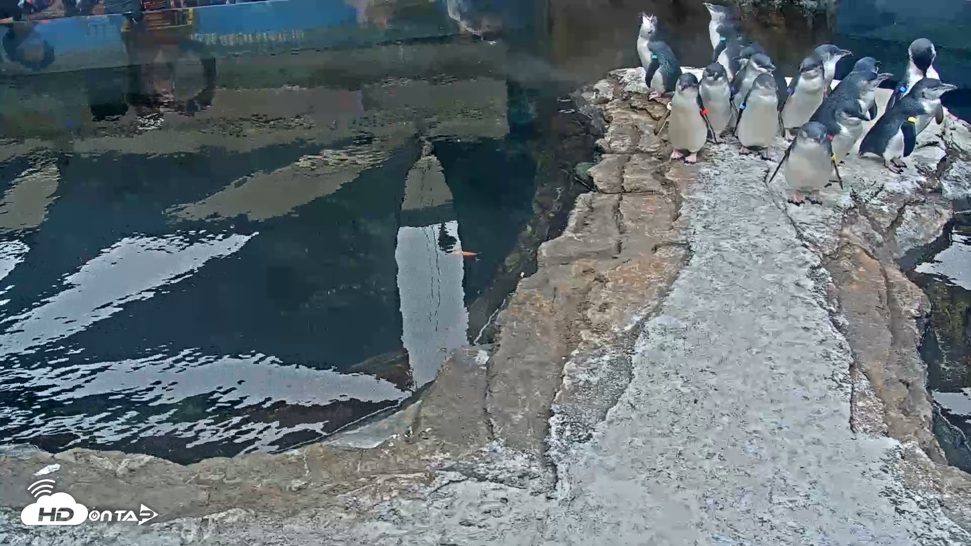 Snapshot of Birch Aquarium Penguin Exhibit Live Webcam taken Oct 11, 2026, 9:43am PDT