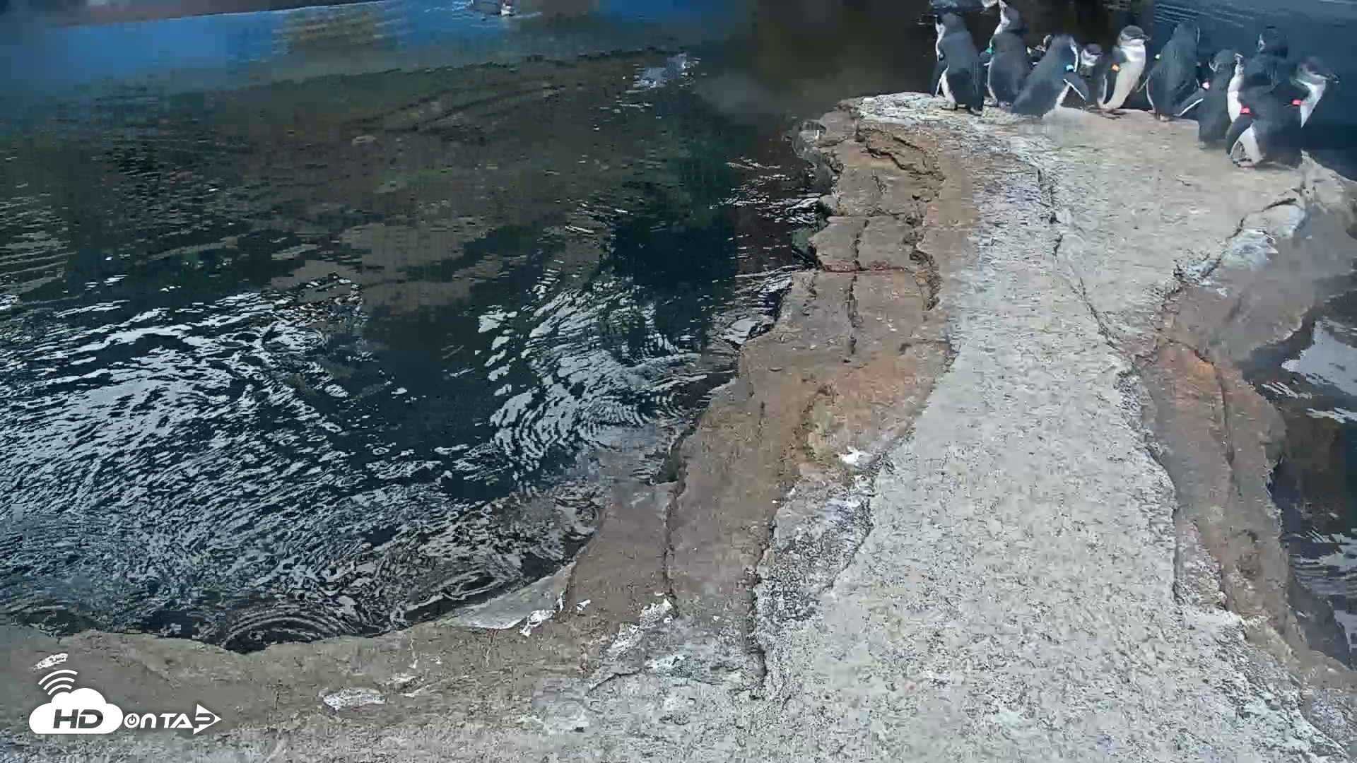 Snapshot of Birch Aquarium Penguin Exhibit Live Webcam taken Oct 8, 2026, 7:55am PDT
