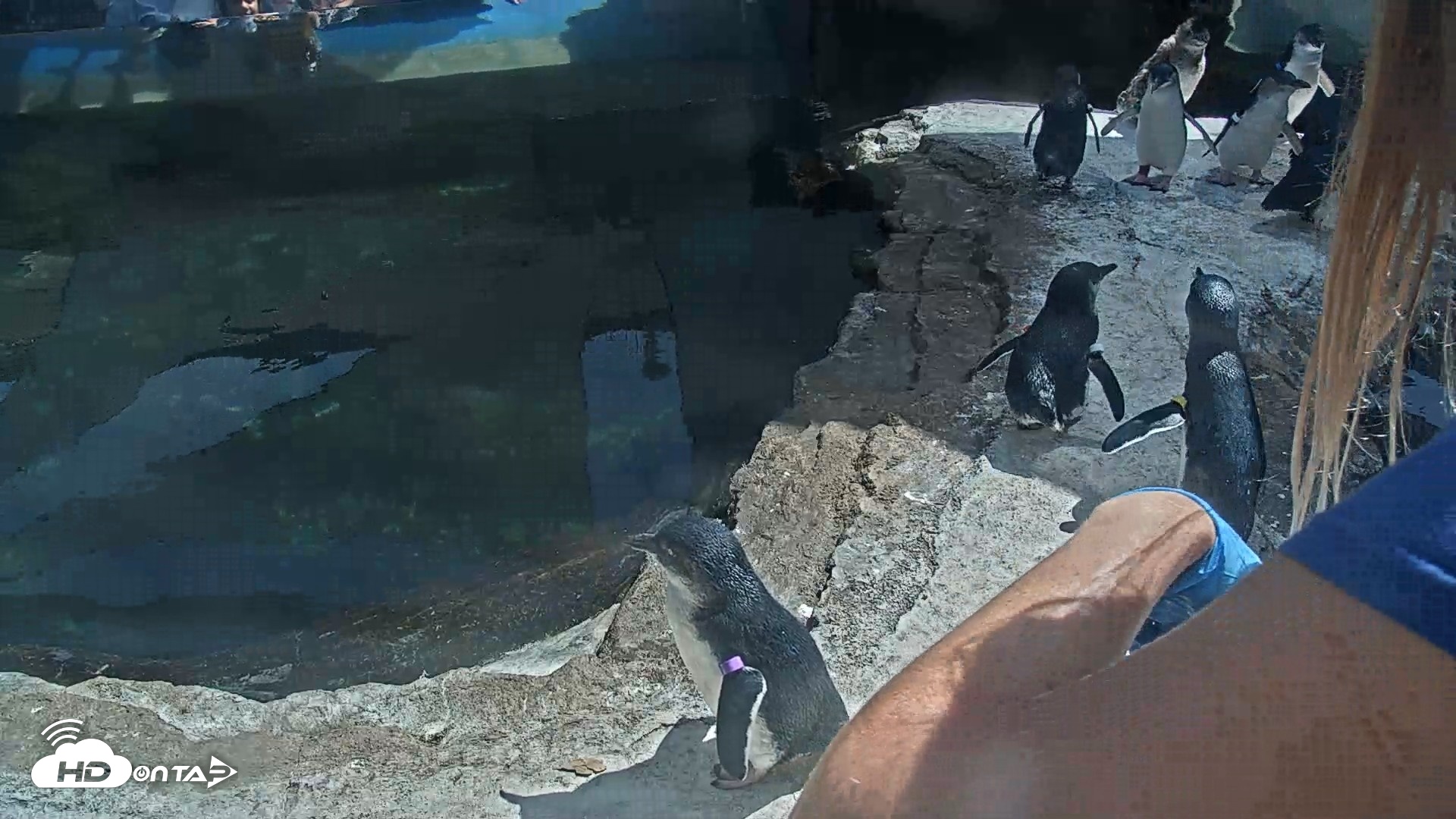 Snapshot of Birch Aquarium Penguin Exhibit Live Webcam taken Aug 18, 2026, 2:51pm PDT