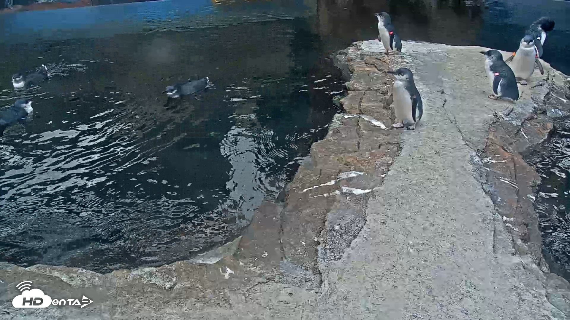 Snapshot of Birch Aquarium Penguin Exhibit Live Webcam taken Sep 16, 2026, 7:44am PDT