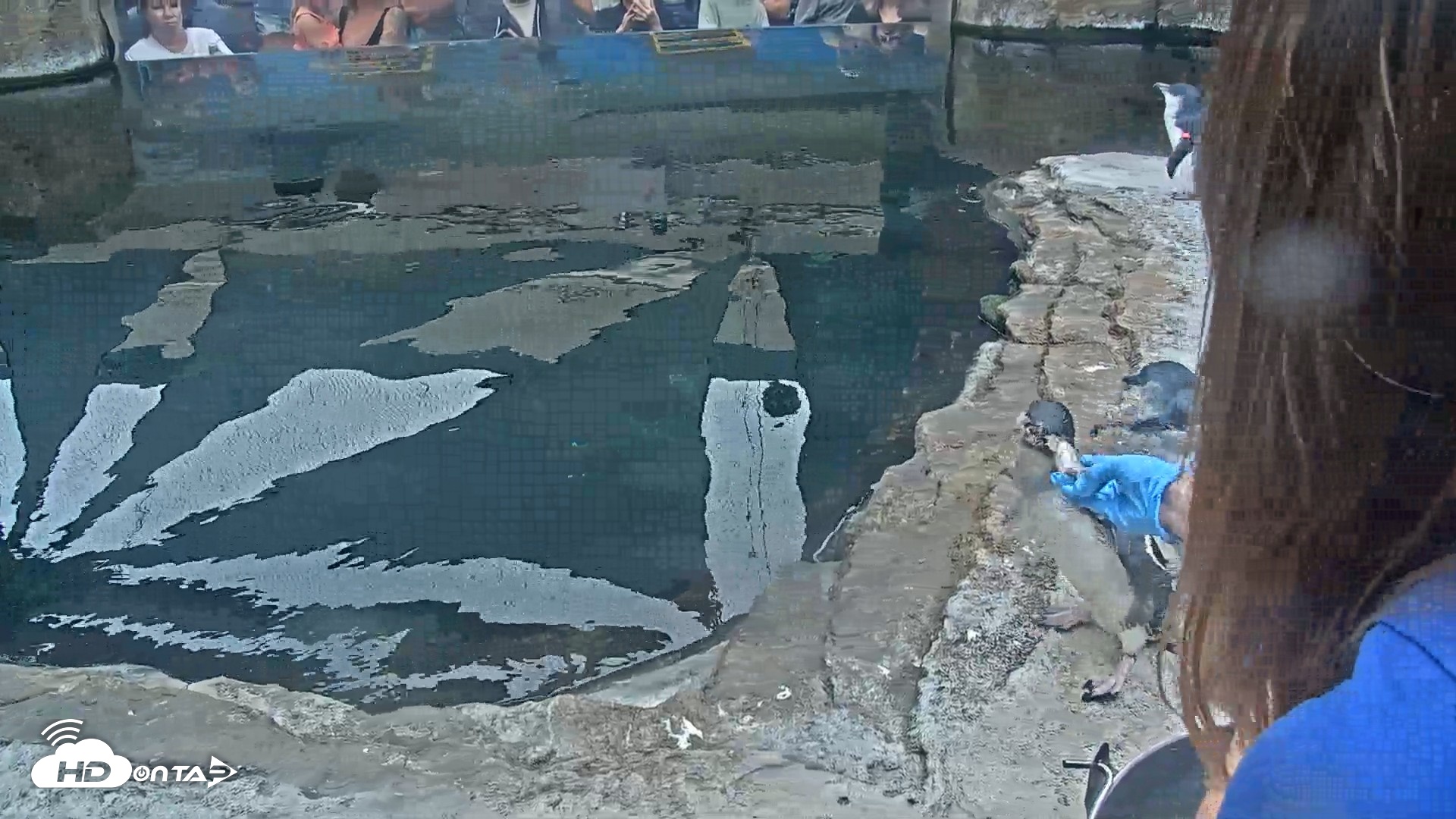 Snapshot of Birch Aquarium Penguin Exhibit Live Webcam taken Sep 15, 2026, 10:11am PDT