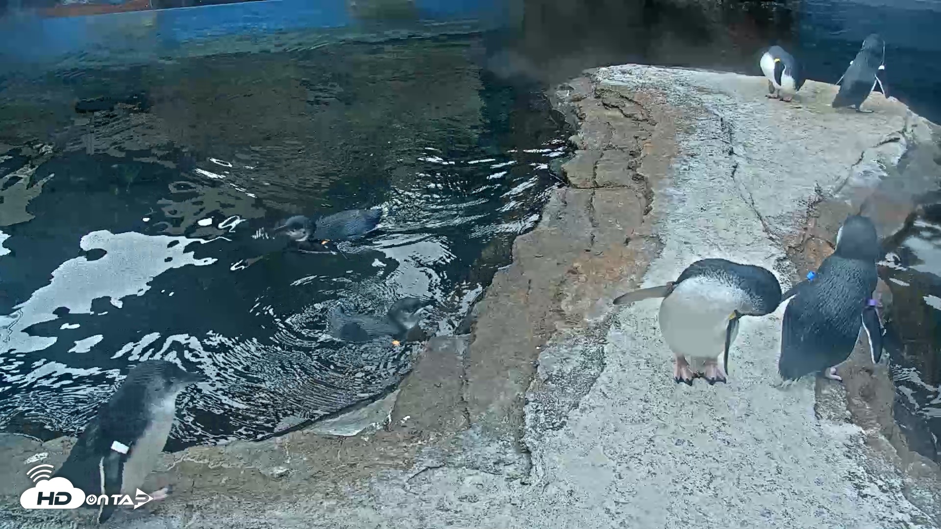 Snapshot of Birch Aquarium Penguin Exhibit Live Webcam taken Oct 8, 2026, 9:00am PDT