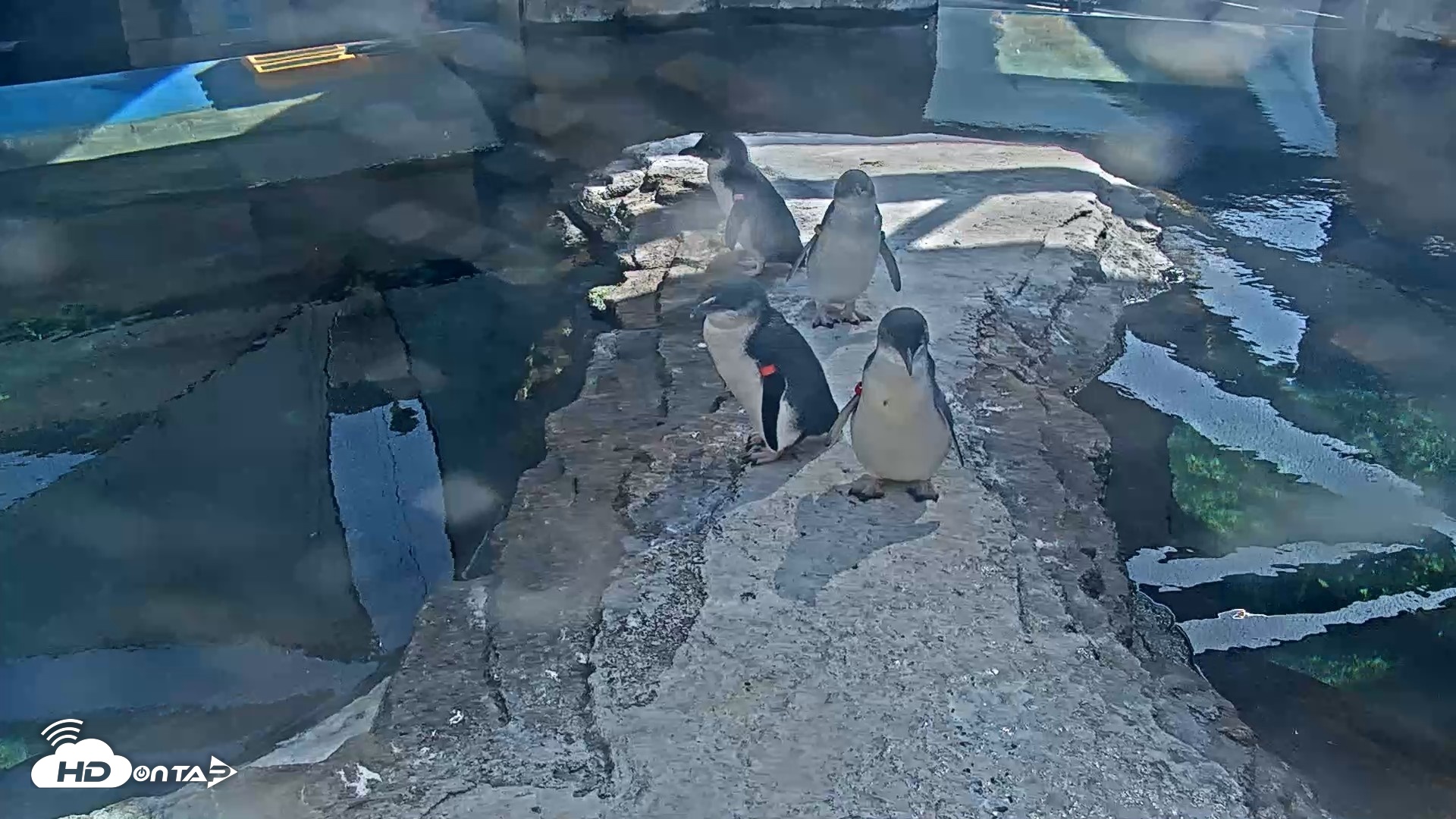 Snapshot of Birch Aquarium Penguin Exhibit Live Webcam taken Sep 15, 2026, 3:01pm PDT
