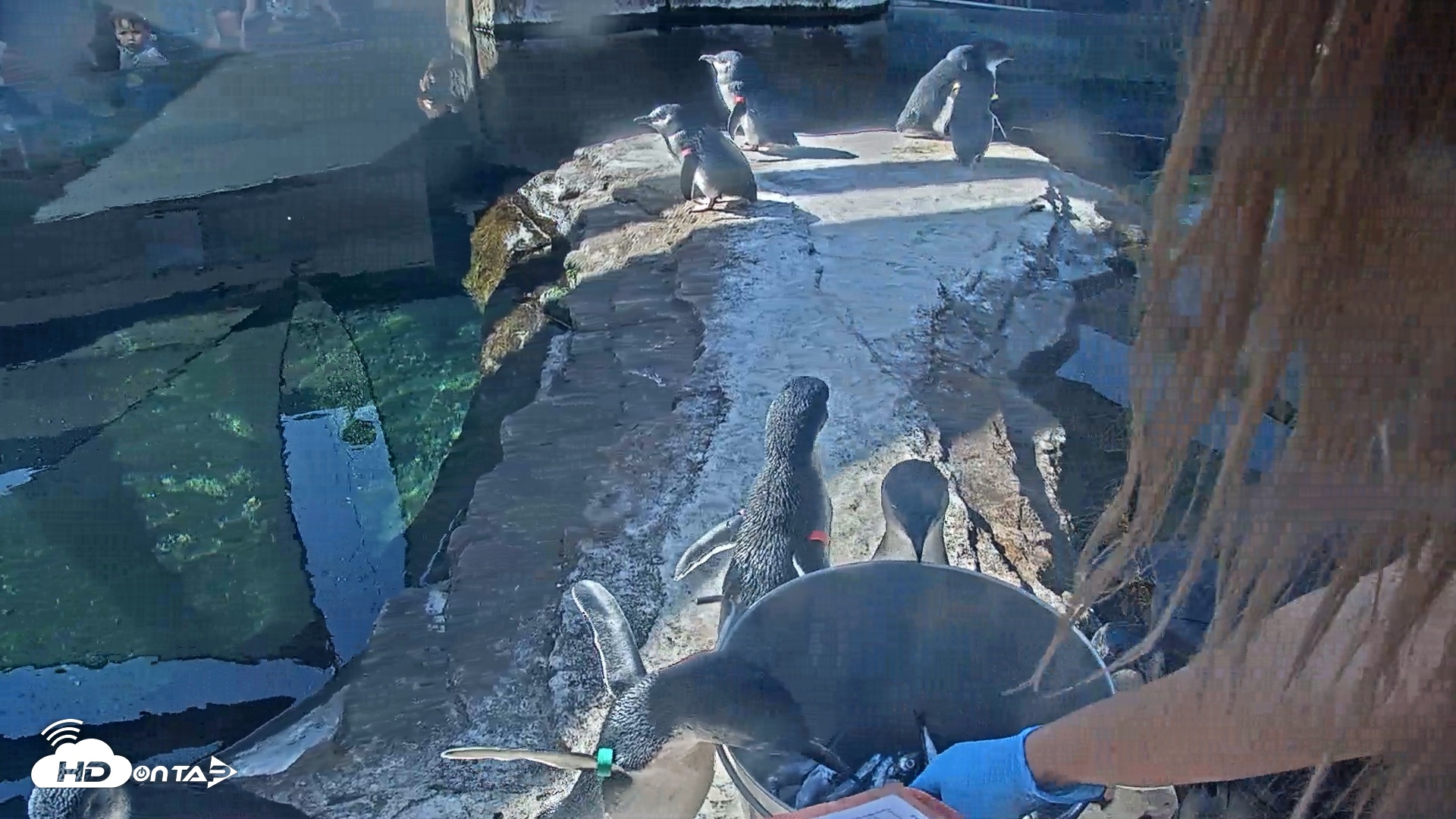 Snapshot of Birch Aquarium Penguin Exhibit Live Webcam taken Oct 4, 2026, 10:06am PDT