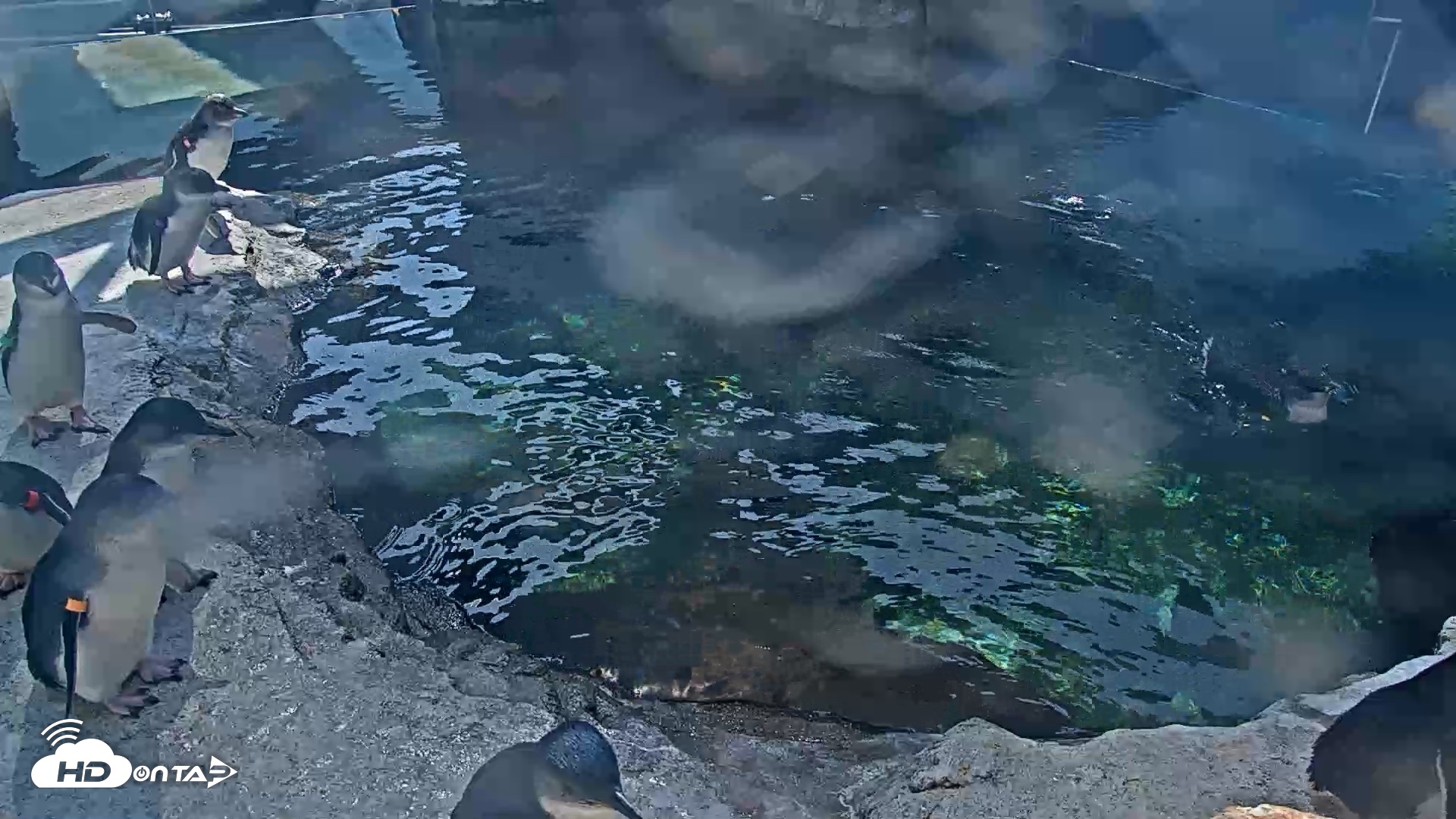Snapshot of Birch Aquarium Penguin Exhibit Live Webcam taken Sep 15, 2026, 2:56pm PDT