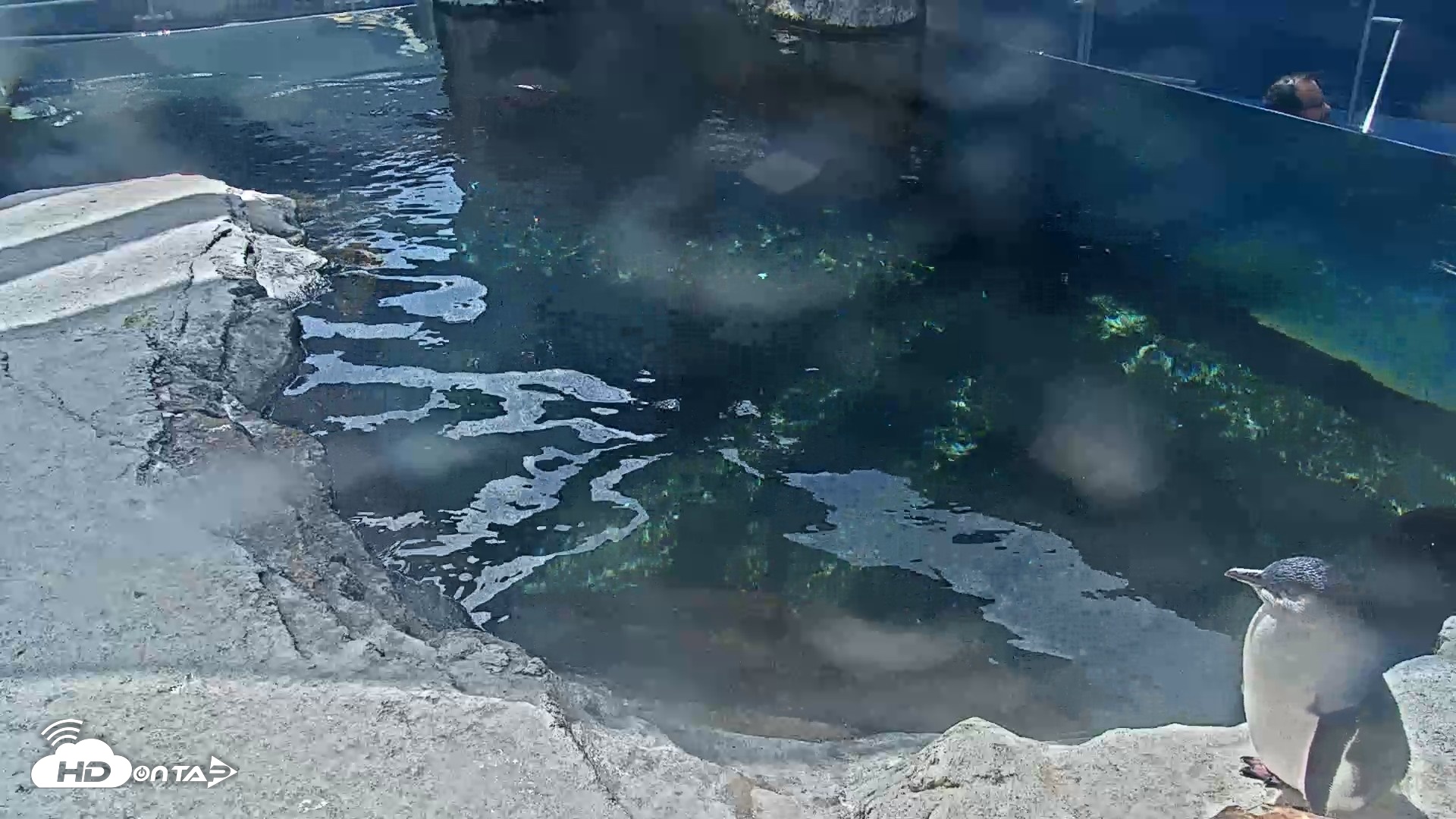 Snapshot of Birch Aquarium Penguin Exhibit Live Webcam taken Sep 21, 2026, 1:58pm PDT