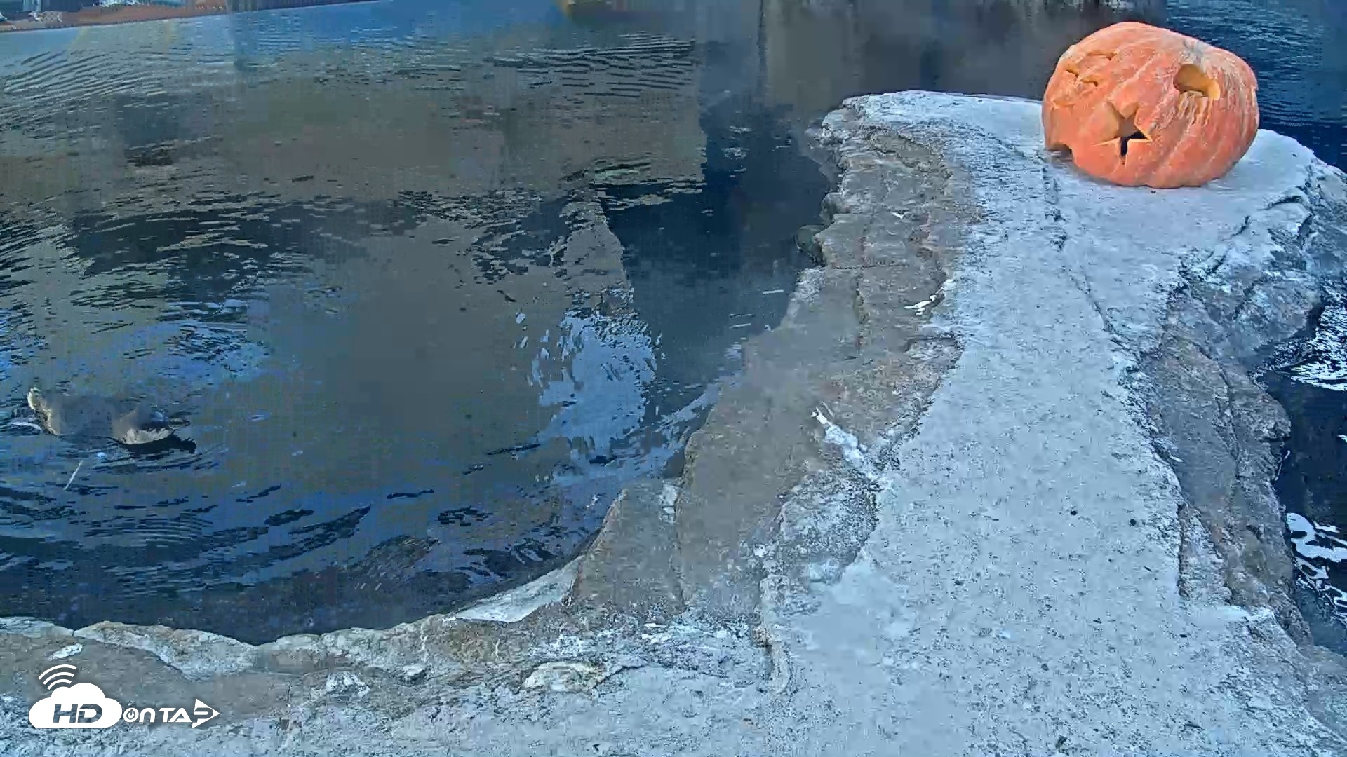 Snapshot of Birch Aquarium Penguin Exhibit Live Webcam taken Oct 23, 2026, 4:19pm PDT