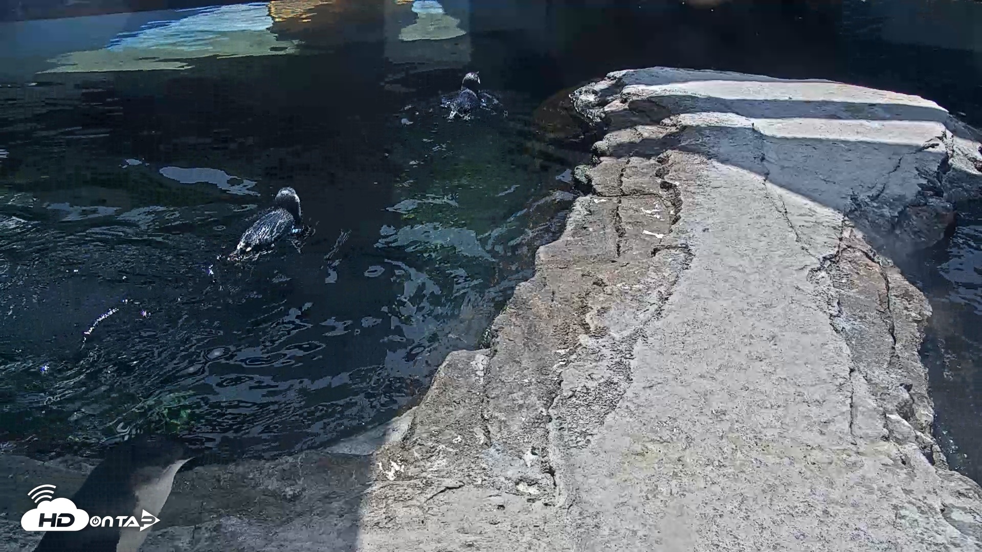 Snapshot of Birch Aquarium Penguin Exhibit Live Webcam taken Sep 23, 2026, 12:35pm PDT