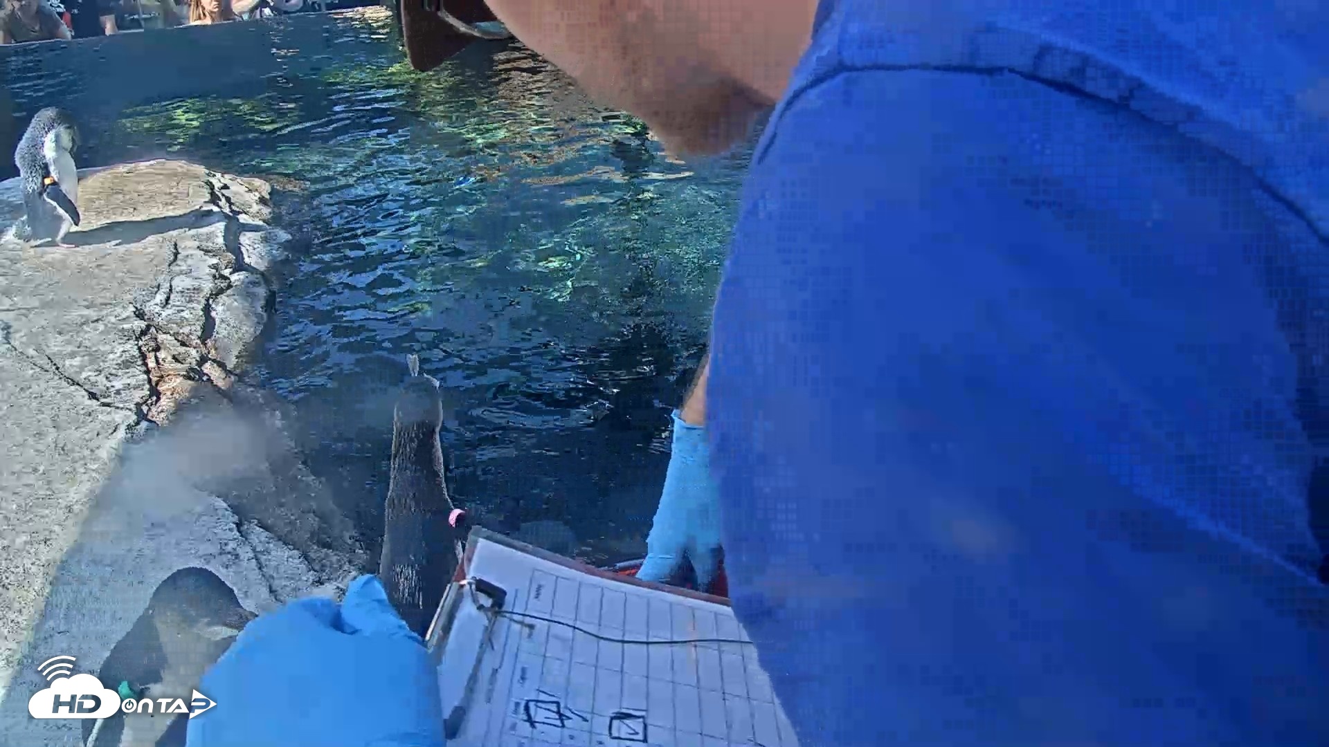 Snapshot of Birch Aquarium Penguin Exhibit Live Webcam taken Sep 4, 2026, 10:04am PDT
