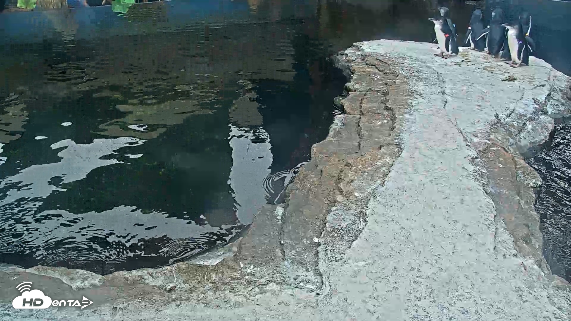 Snapshot of Birch Aquarium Penguin Exhibit Live Webcam taken Aug 28, 2026, 1:50pm PDT