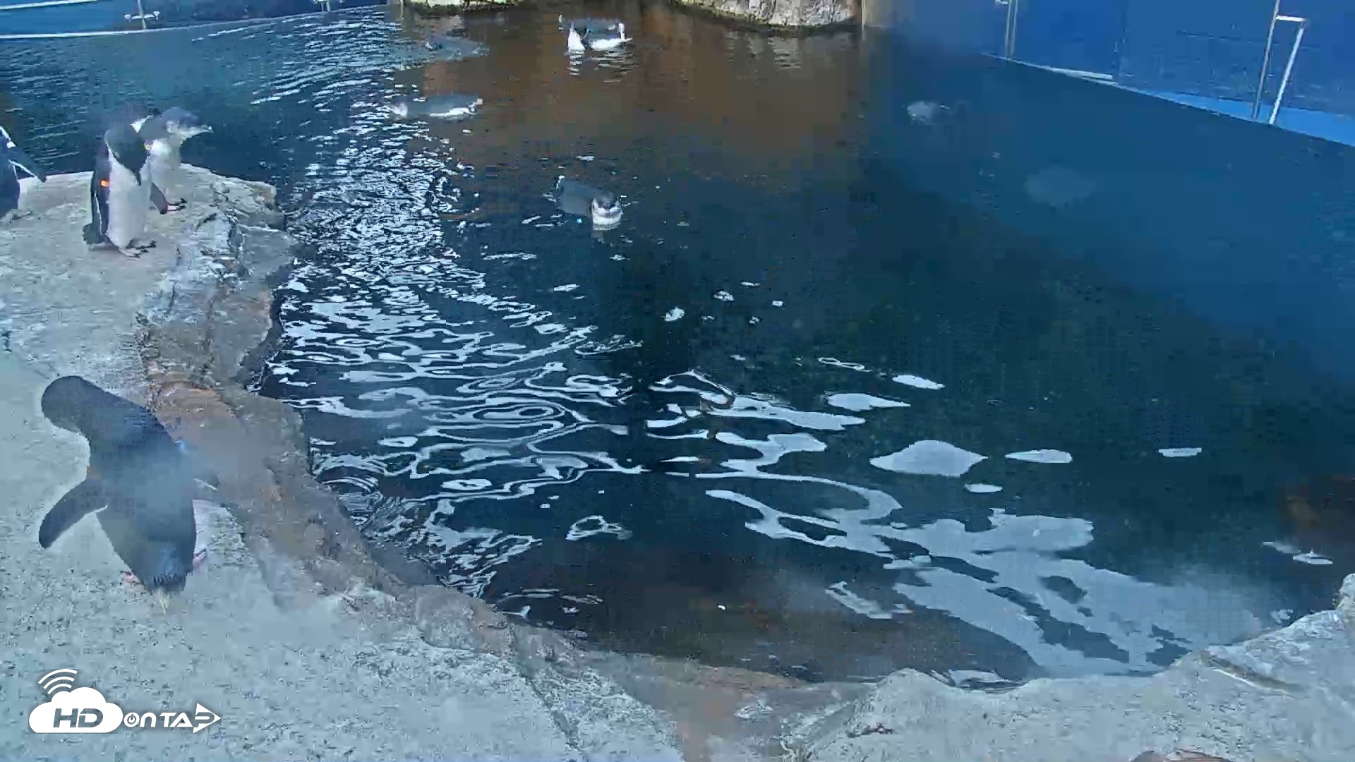 Snapshot of Birch Aquarium Penguin Exhibit Live Webcam taken Aug 31, 2026, 6:41am PDT
