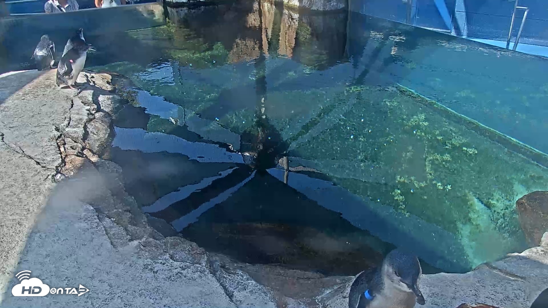 Snapshot of Birch Aquarium Penguin Exhibit Live Webcam taken Sep 11, 2026, 10:14am PDT