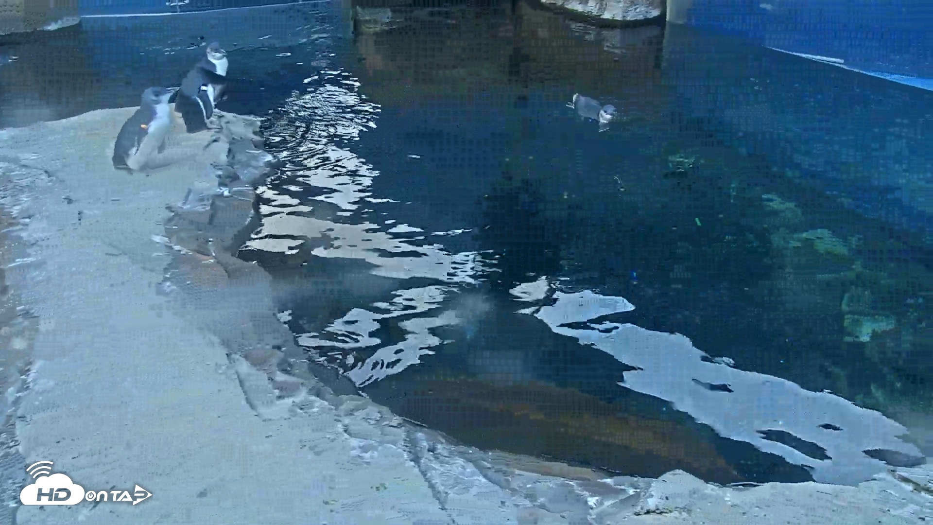 Snapshot of Birch Aquarium Penguin Exhibit Live Webcam taken Sep 25, 2026, 7:19am PDT