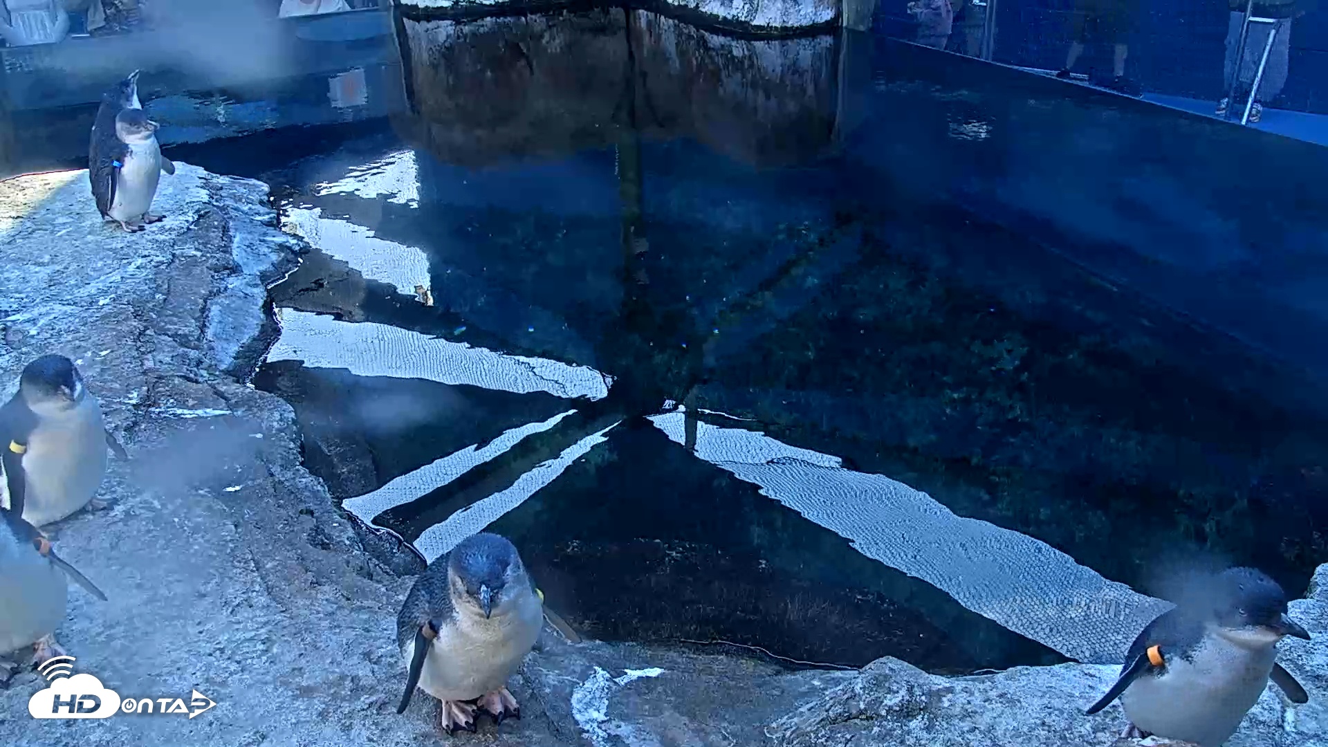 Snapshot of Birch Aquarium Penguin Exhibit Live Webcam taken Jan 18, 2026, 3:28pm PST