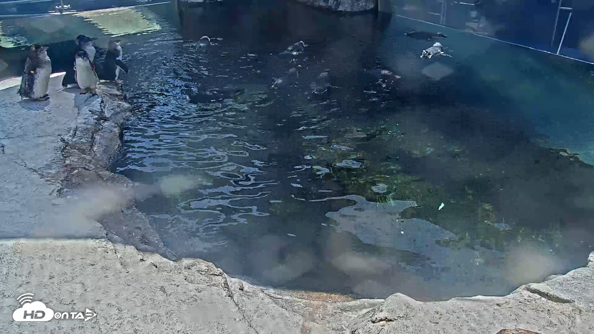Snapshot of Birch Aquarium Penguin Exhibit Live Webcam taken Aug 17, 2026, 2:45pm PDT