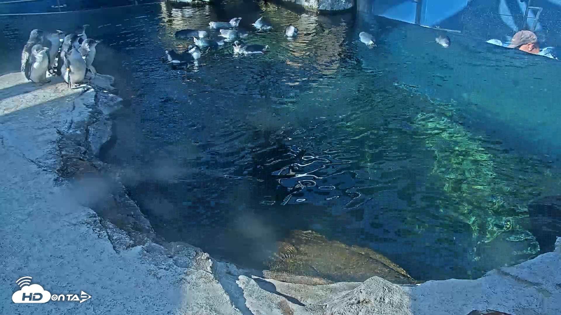 Snapshot of Birch Aquarium Penguin Exhibit Live Webcam taken Oct 5, 2026, 9:34am PDT