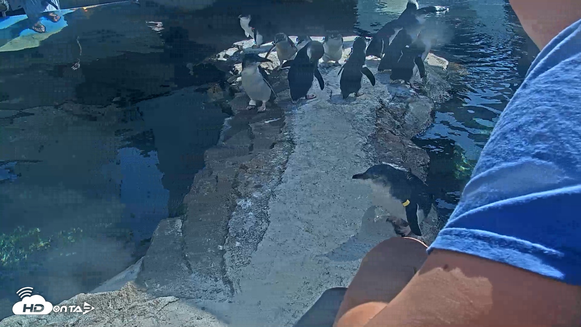 Snapshot of Birch Aquarium Penguin Exhibit Live Webcam taken Sep 3, 2026, 3:13pm PDT