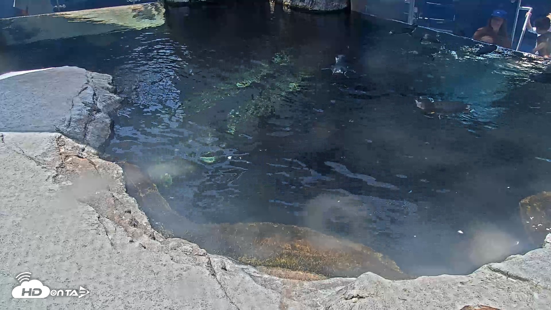 Snapshot of Birch Aquarium Penguin Exhibit Live Webcam taken Aug 17, 2026, 1:23pm PDT